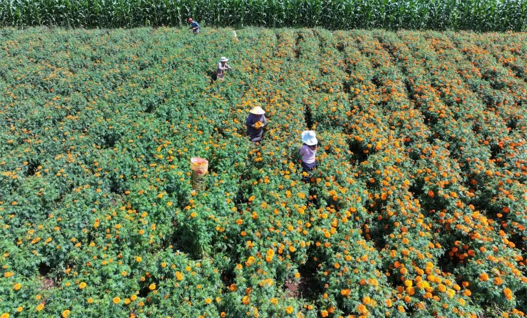 DJI_20250728153634_0148_D.JPG