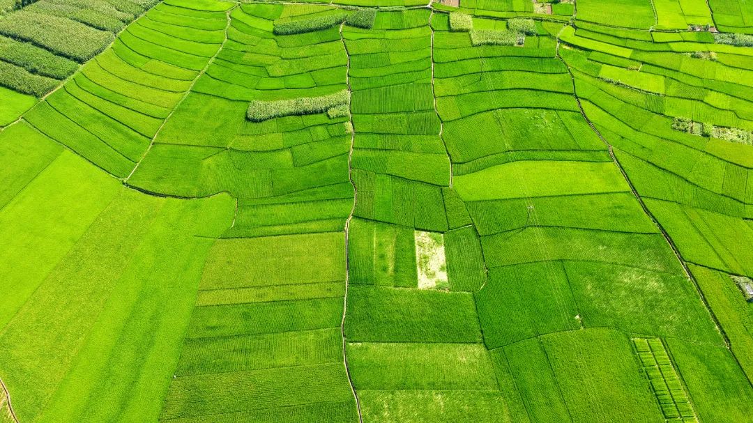 DJI_20250801161029_0025_D.JPG