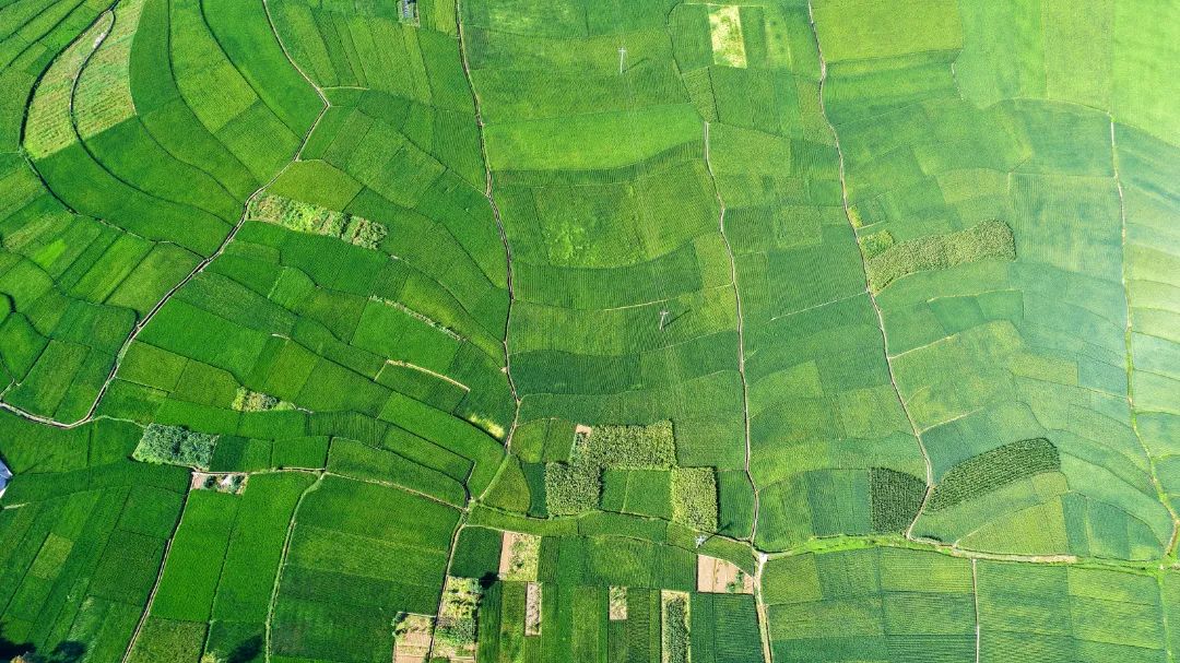 DJI_20250801161251_0028_D.JPG