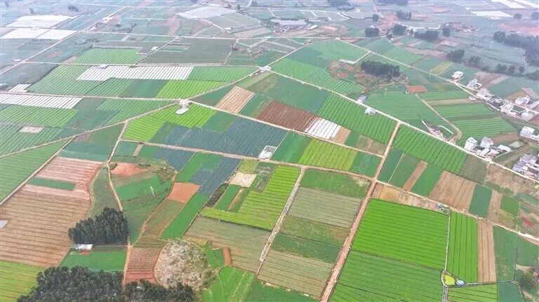 阡陌纵横的田野。 图片