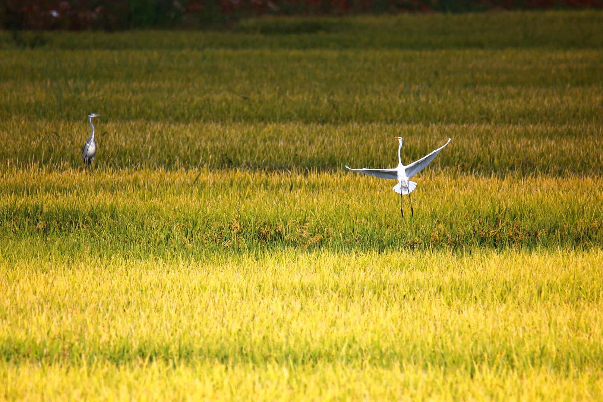 秋收冬藏。郭开学 摄