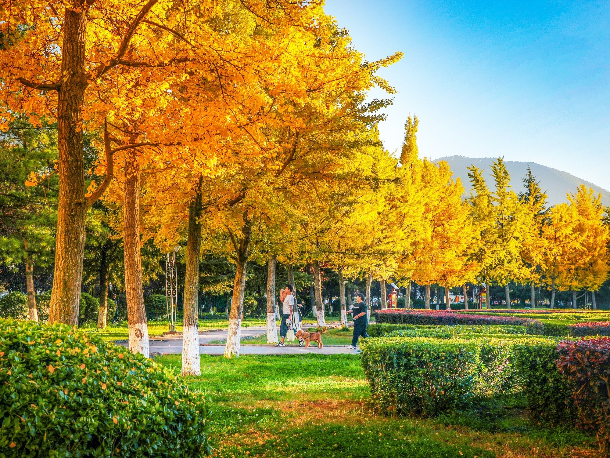 公园秋色。金华春 摄