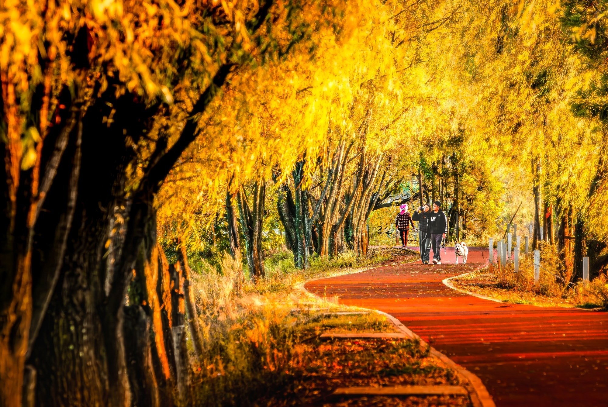 柳堤暖阳。张启戊 摄