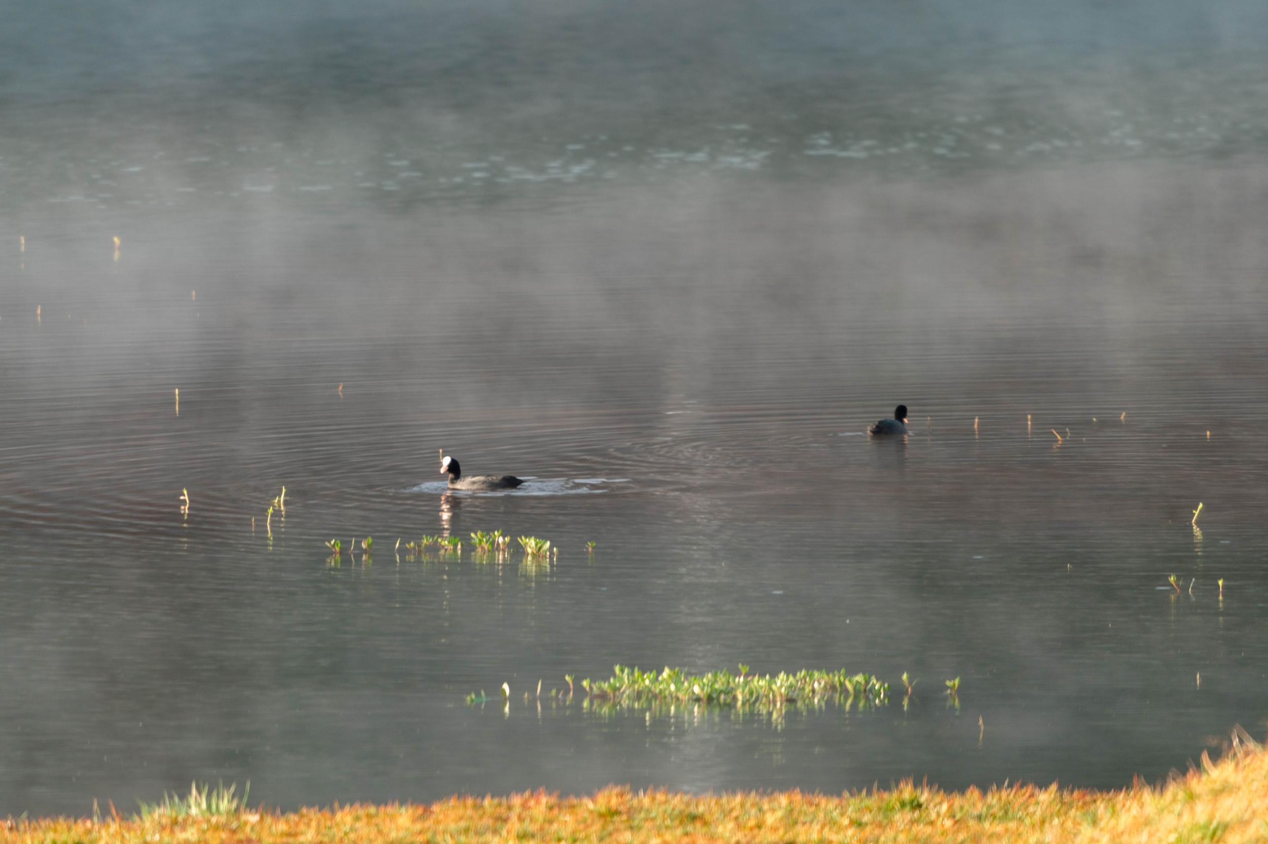 水鸟正在觅食。