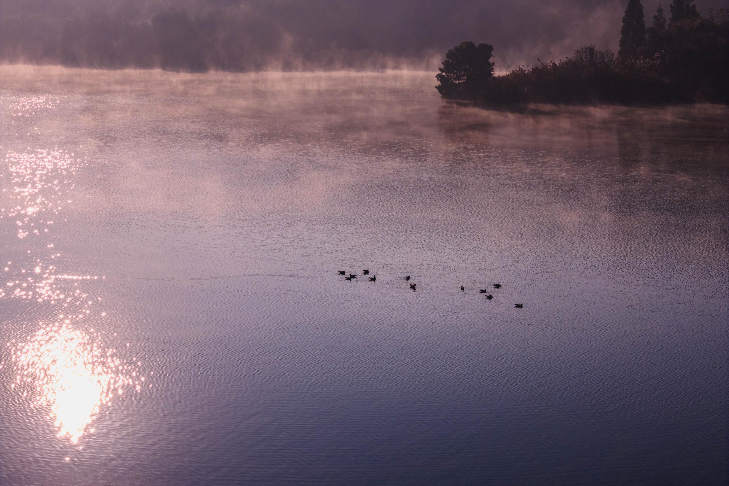 水鸟在水中嬉戏。