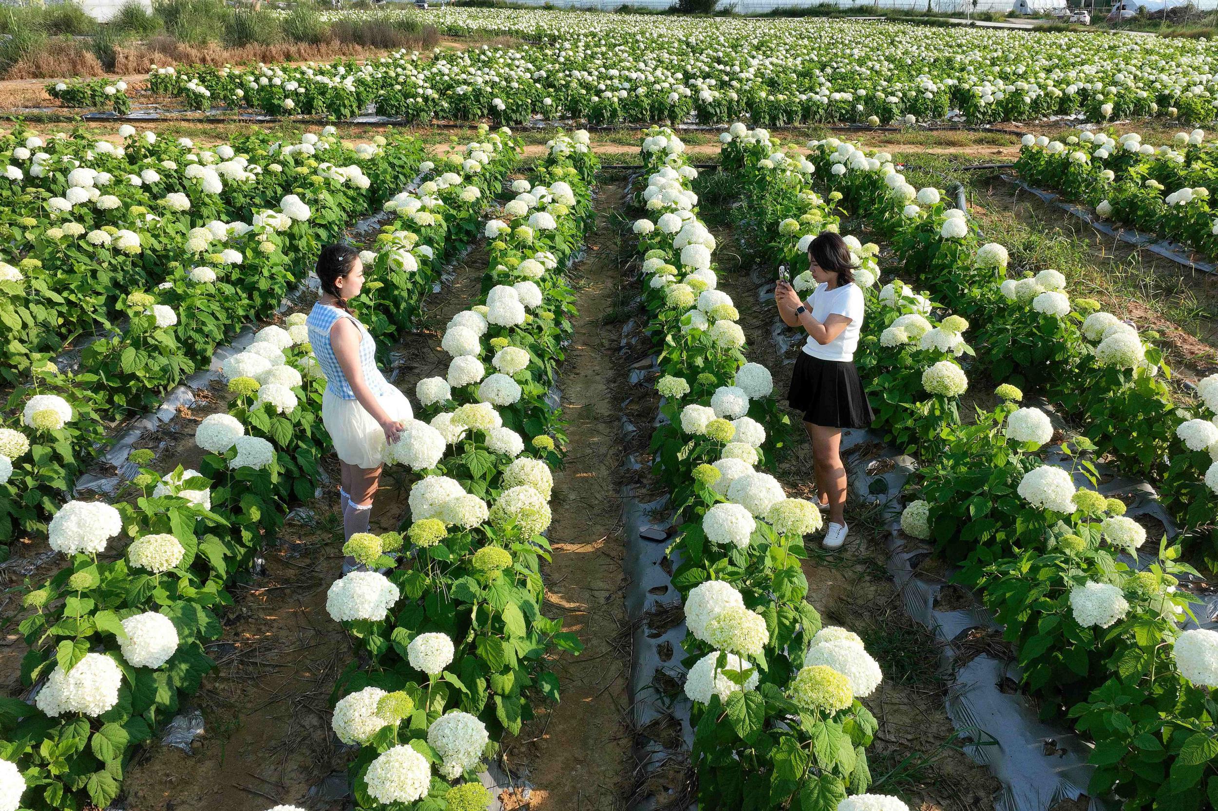 土瓜冲村千亩绣球花吸引众多游客前来赏花拍照。孙文来 摄