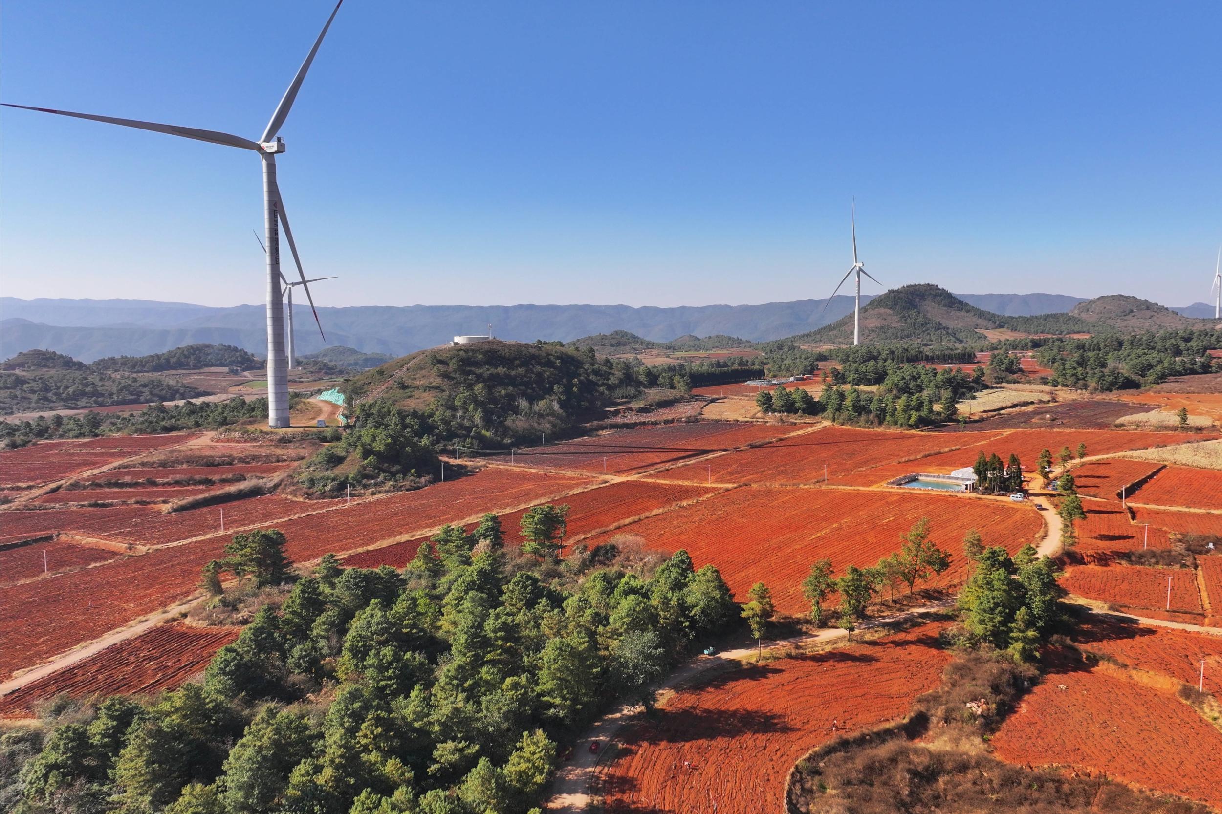 大桥社区千亩红薯种植基地。刘易瑢 摄