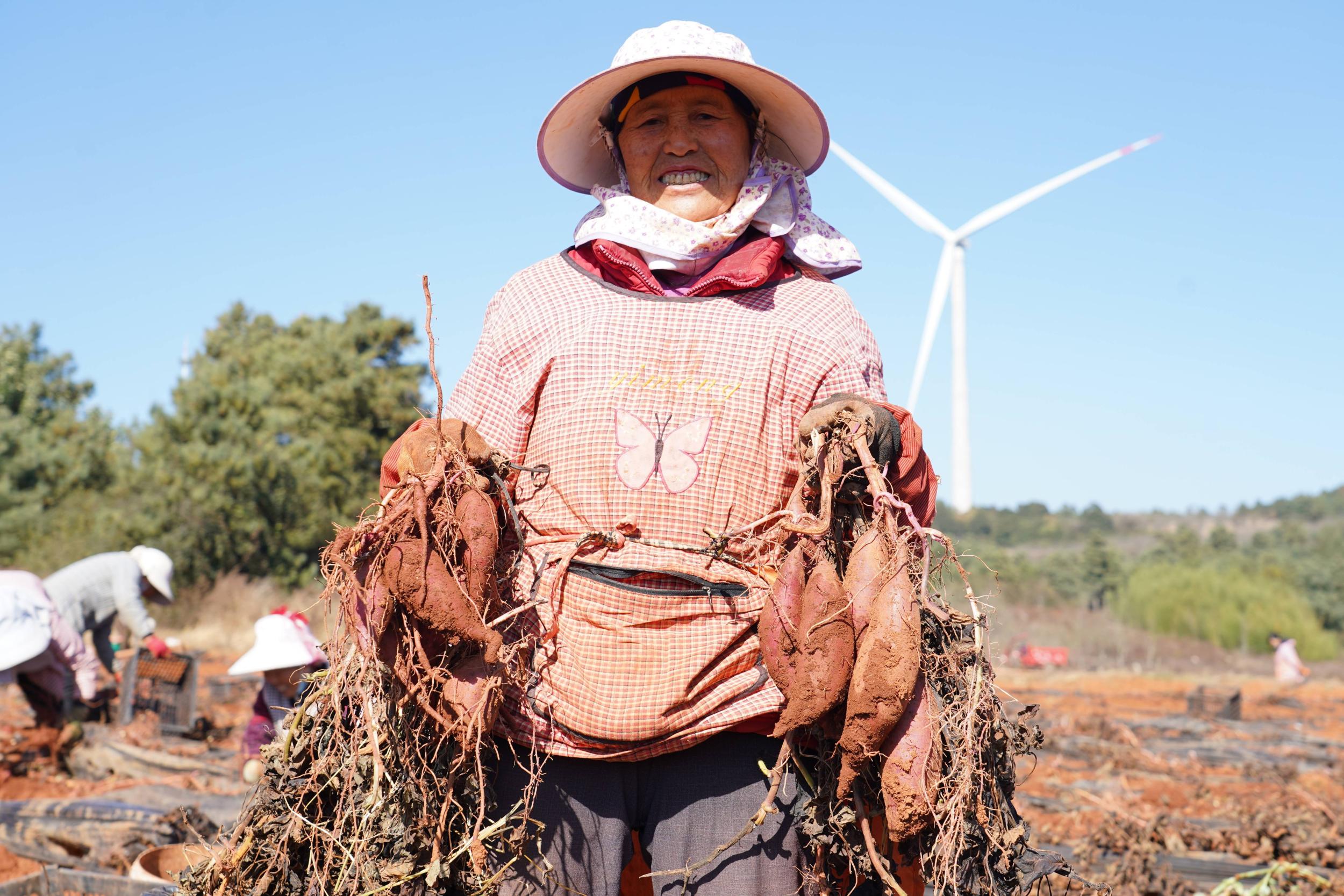 红薯丰收。刘易瑢 摄