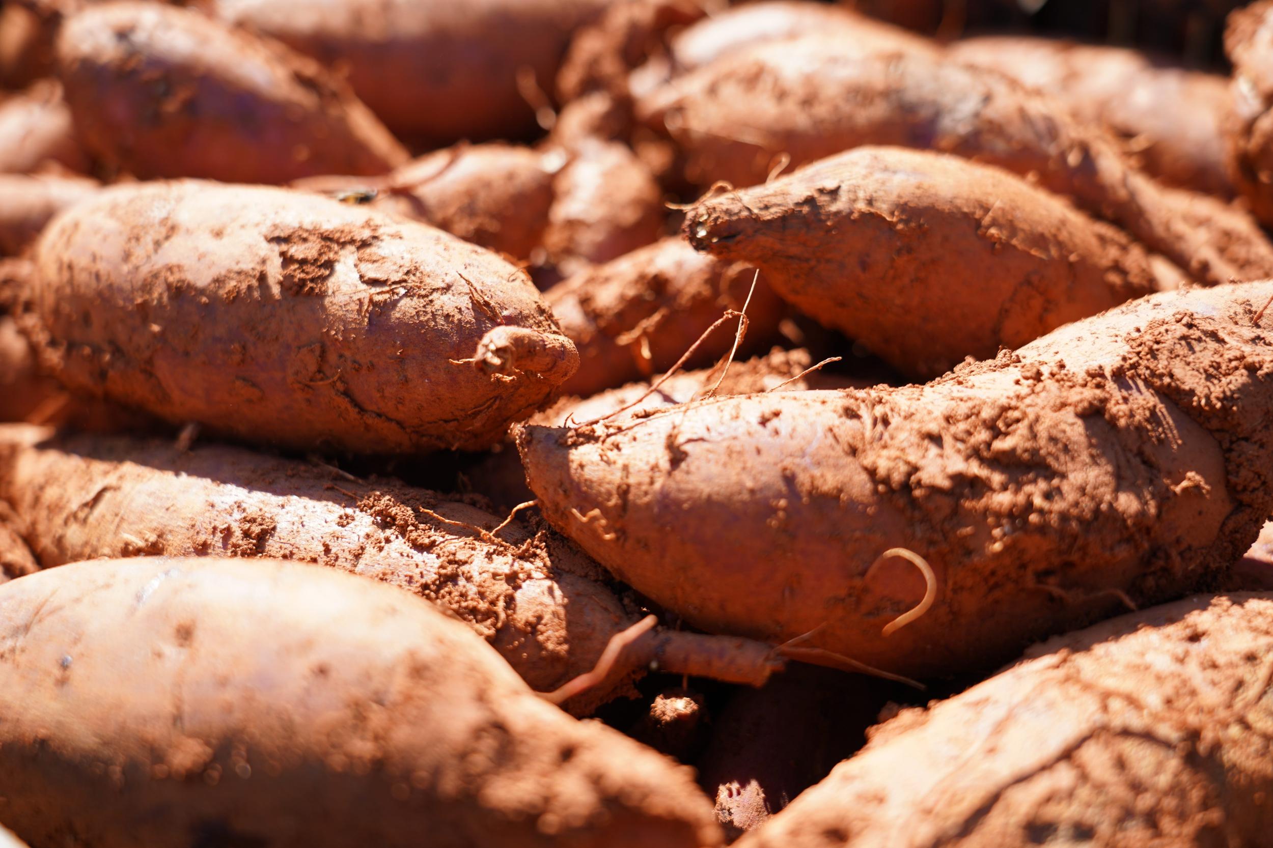 新鲜采挖的优质红薯。刘易瑢 摄