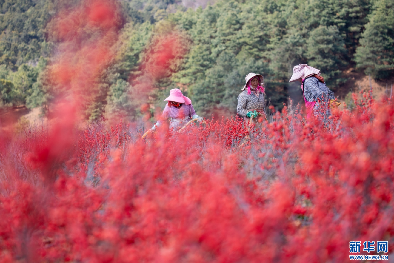 务工人员正在给北美冬青浇水（1月4日摄）。新华网发（杨俊鹏 摄）