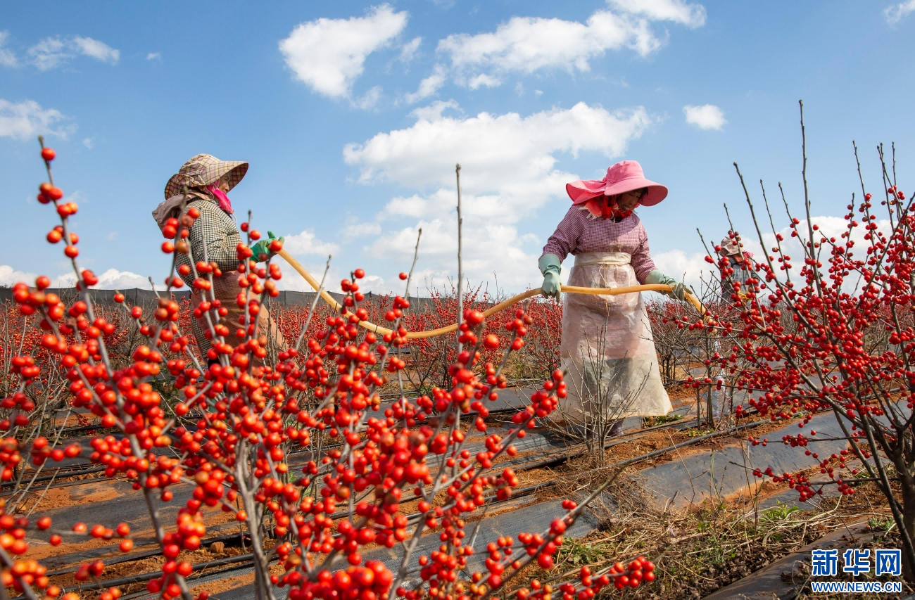 务工人员正在给北美冬青浇水（1月4日摄）。新华网发（杨俊鹏 摄）