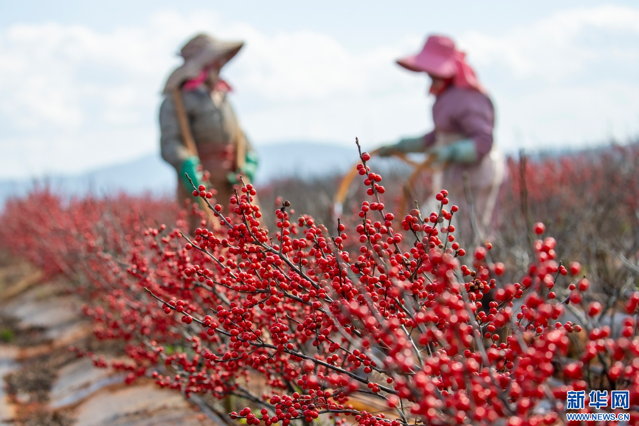 务工人员正在给北美冬青浇水（1月4日摄）。新华网发（杨俊鹏 摄）
