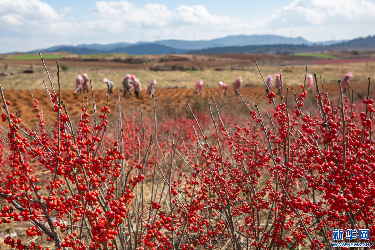在北美冬青的掩映中，务工人员正在劳作（1月4日摄）。新华网发（杨俊鹏 摄）