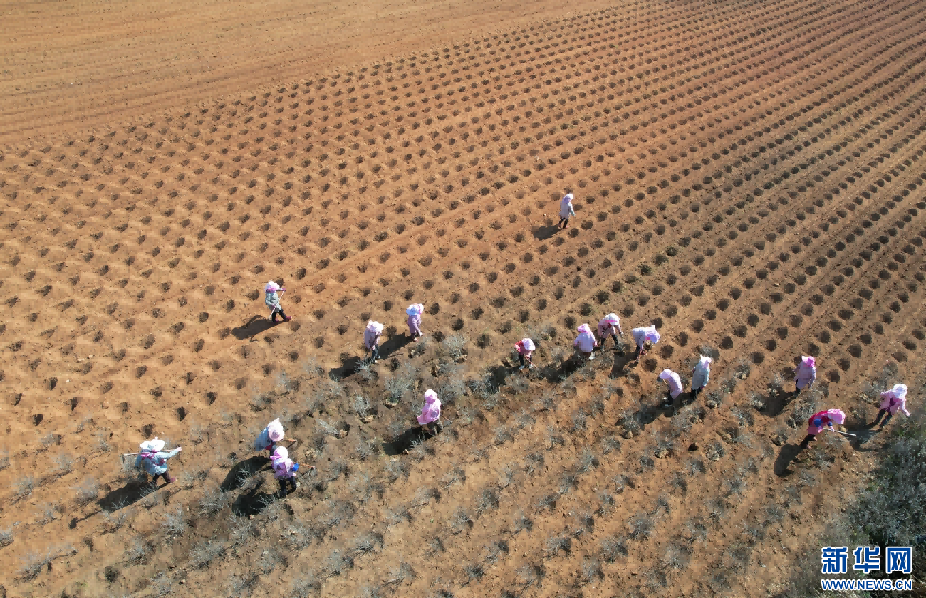 航拍视角下，务工人员正在花卉种植基地里劳作（1月4日摄）。新华网发（杨俊鹏 摄）