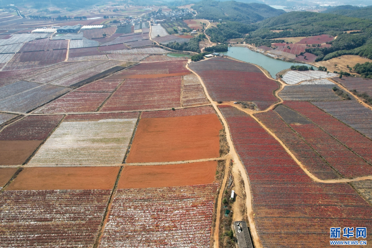 航拍视角下的双龙村花卉种植基地（1月4日摄）。新华网发（杨俊鹏 摄）