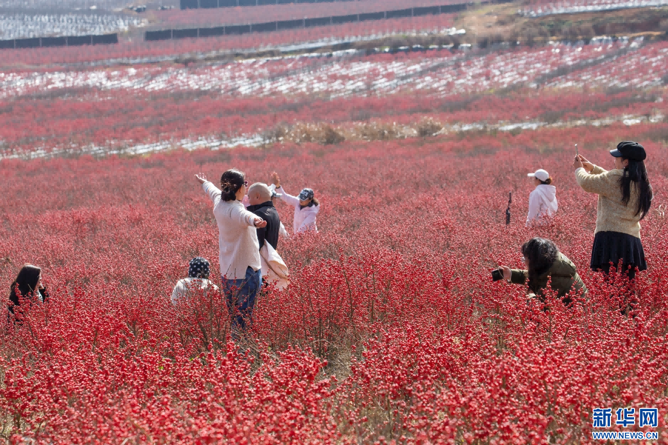 在北美冬青的“红色海洋”中，游客正在拍照打卡（1月4日摄）。新华网发（杨俊鹏 摄）