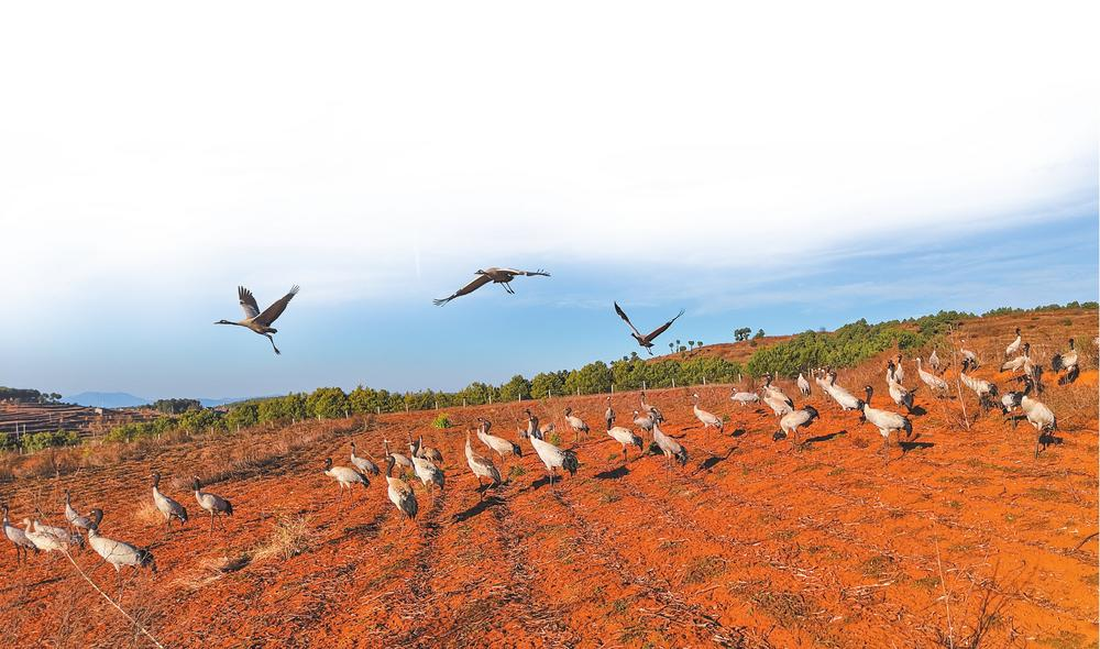 大批黑颈鹤已飞抵会泽保护区。尹永权 摄