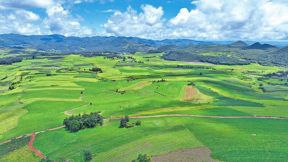 师宗县龙庆乡特色农业种植基地。袁慧鹏 周艳红 摄