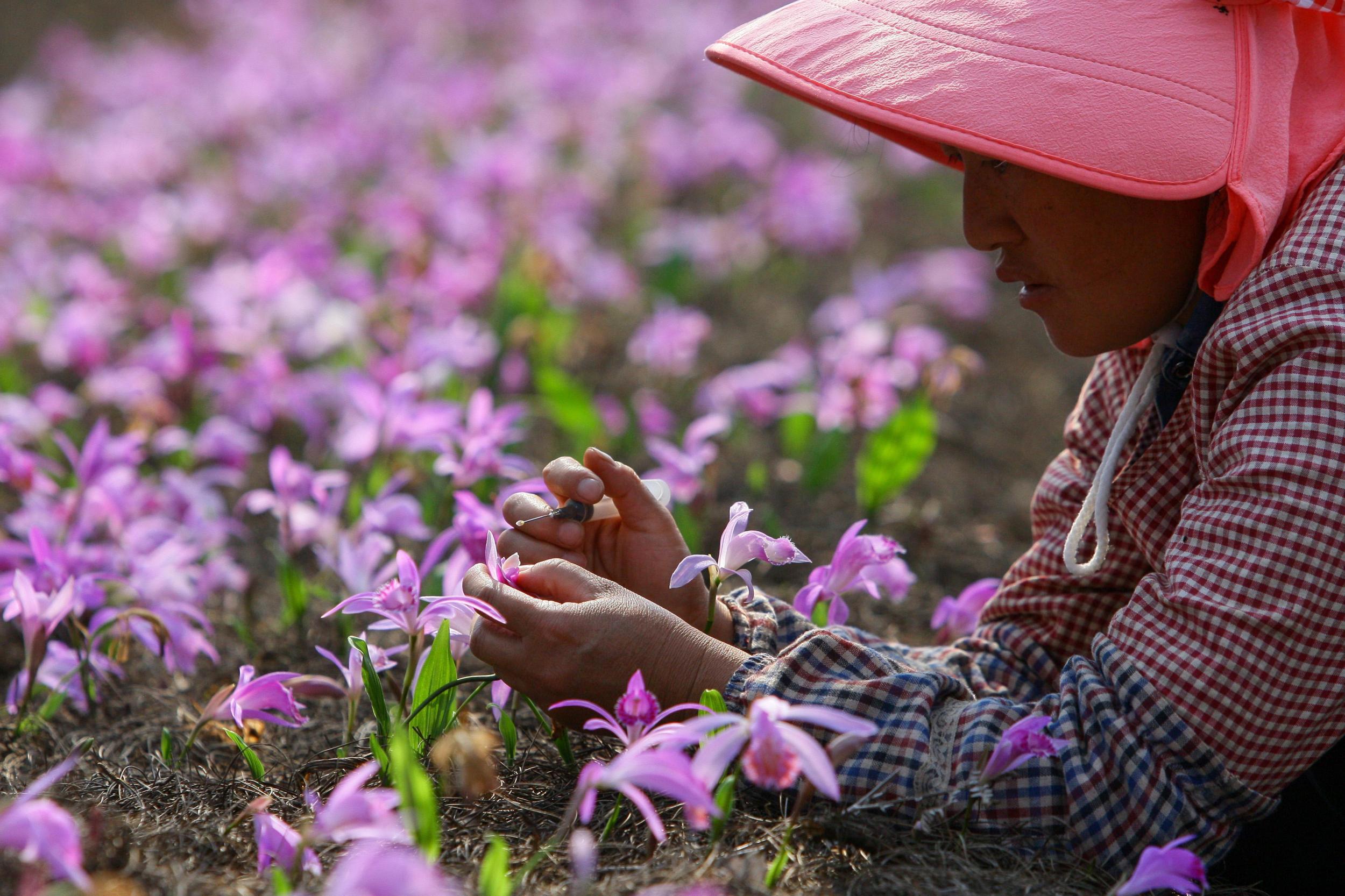 给冰球子授粉。杨俊鹏 摄