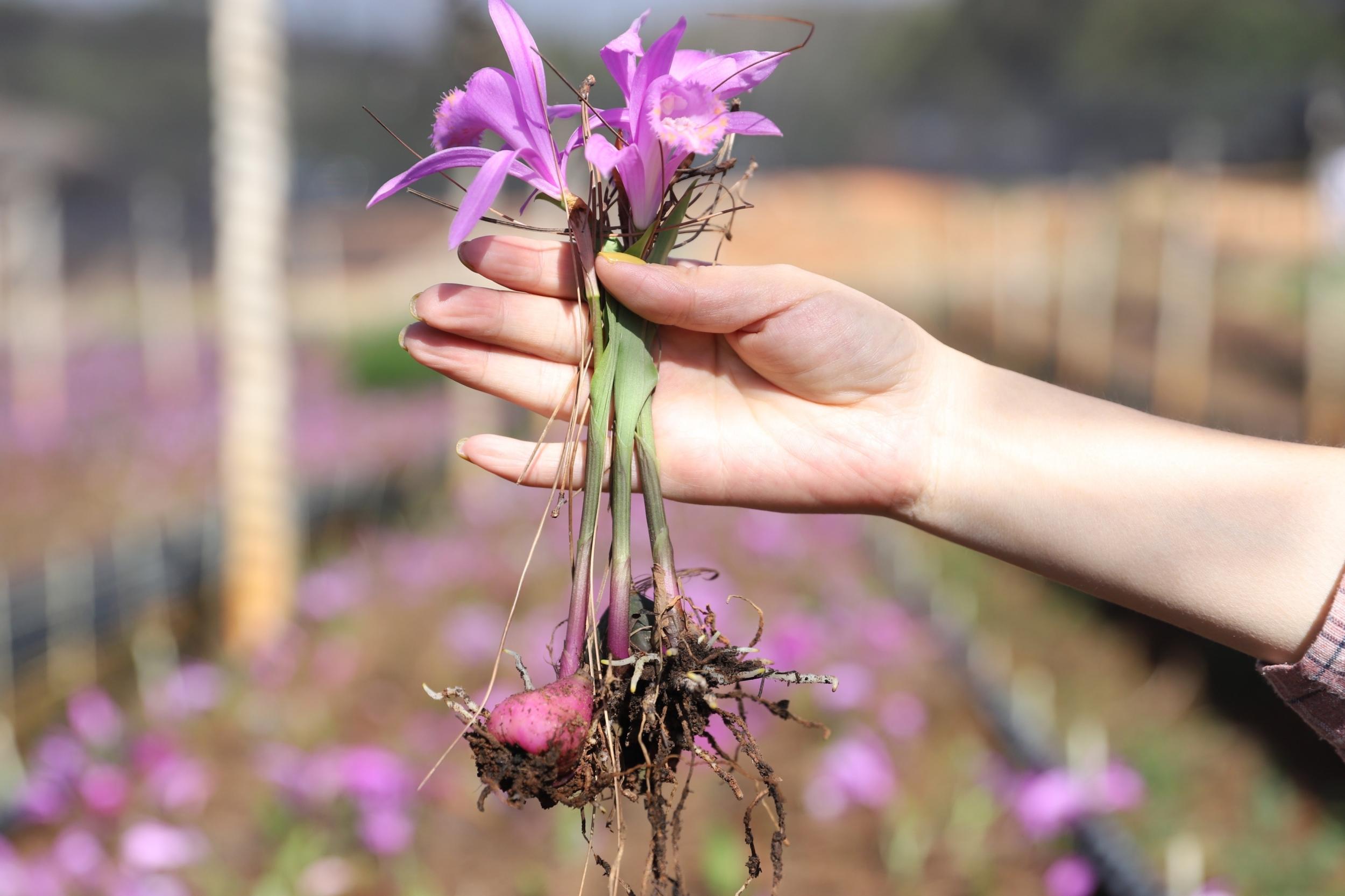 冰球子。严帅 摄