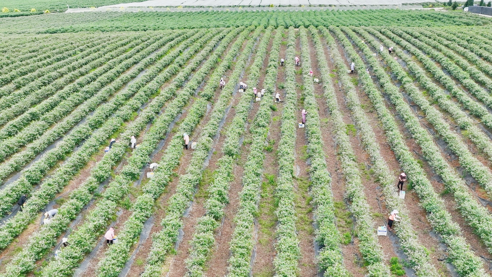 群众在“家门口”的蓝莓种植基地务工。张蓉 摄
