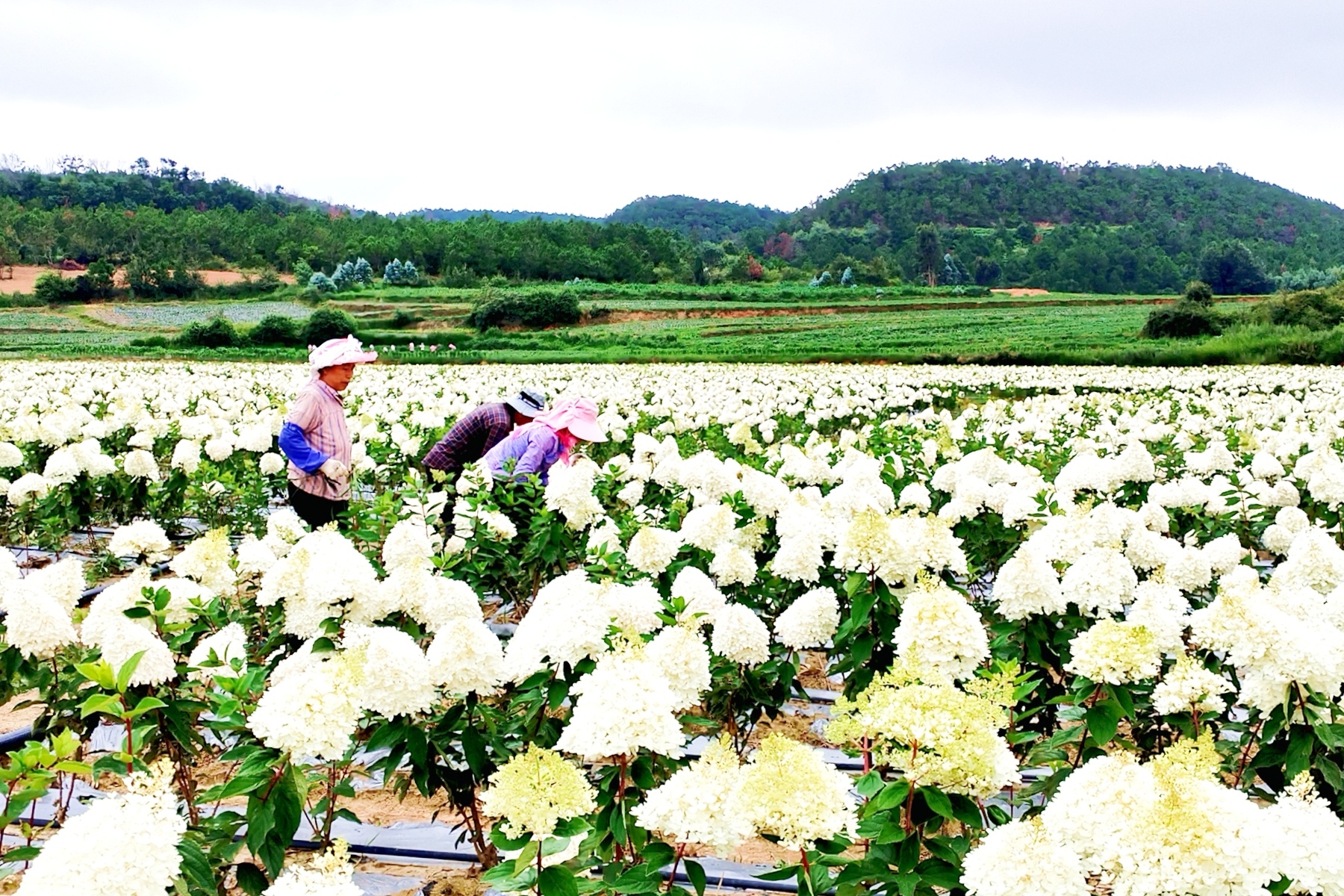 群众在绣球花种植基地务工。查朝云 摄