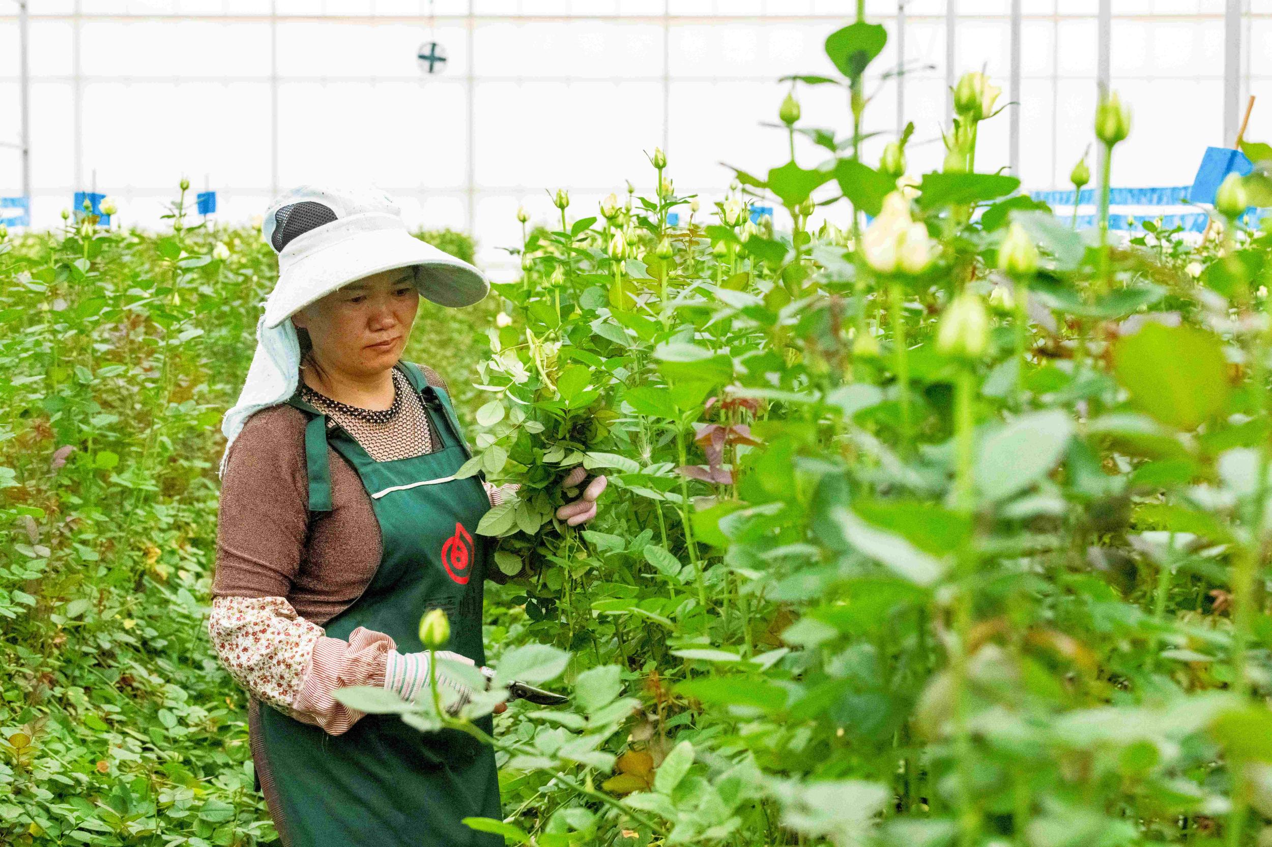 务工群众正在为花卉剪枝。陈欣波 摄