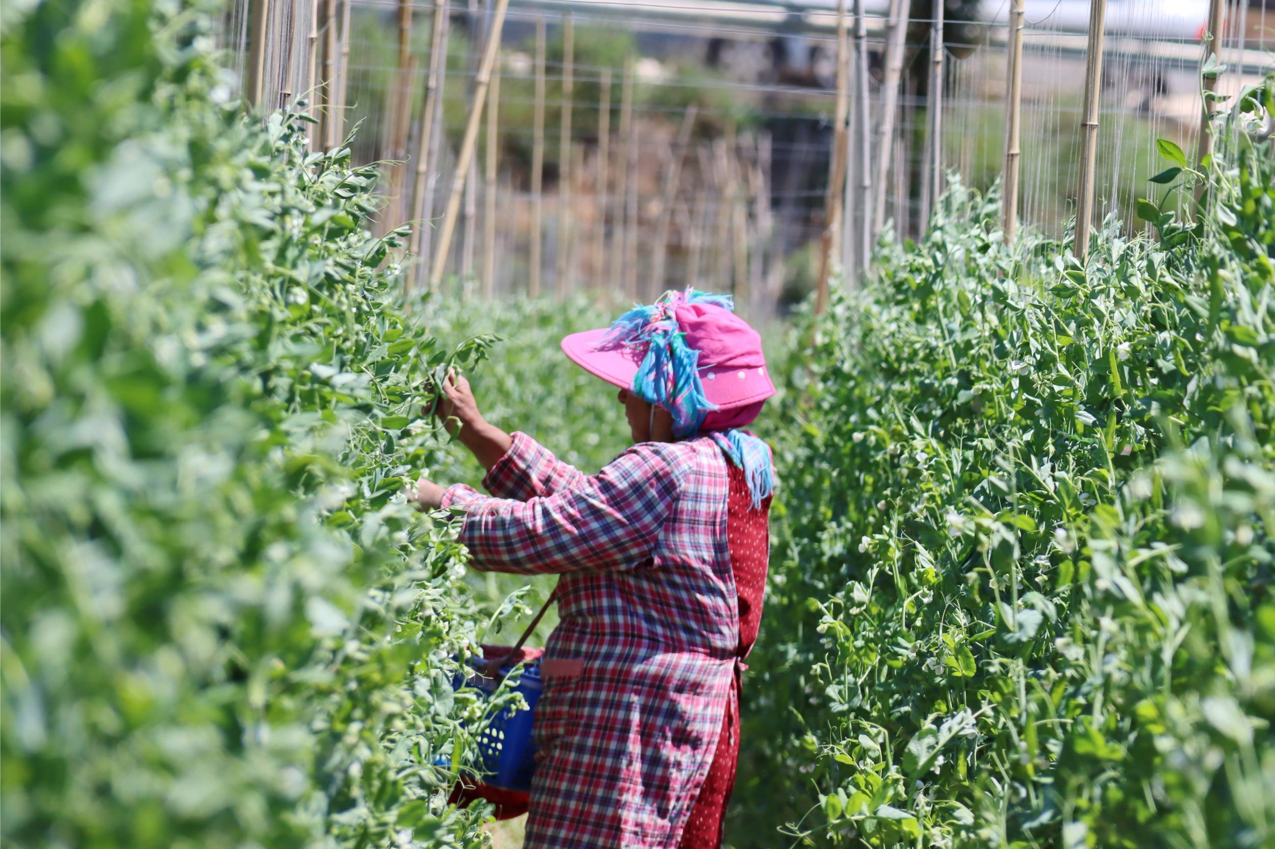 务工群众正在采摘豌豆荚。刘成龙 摄