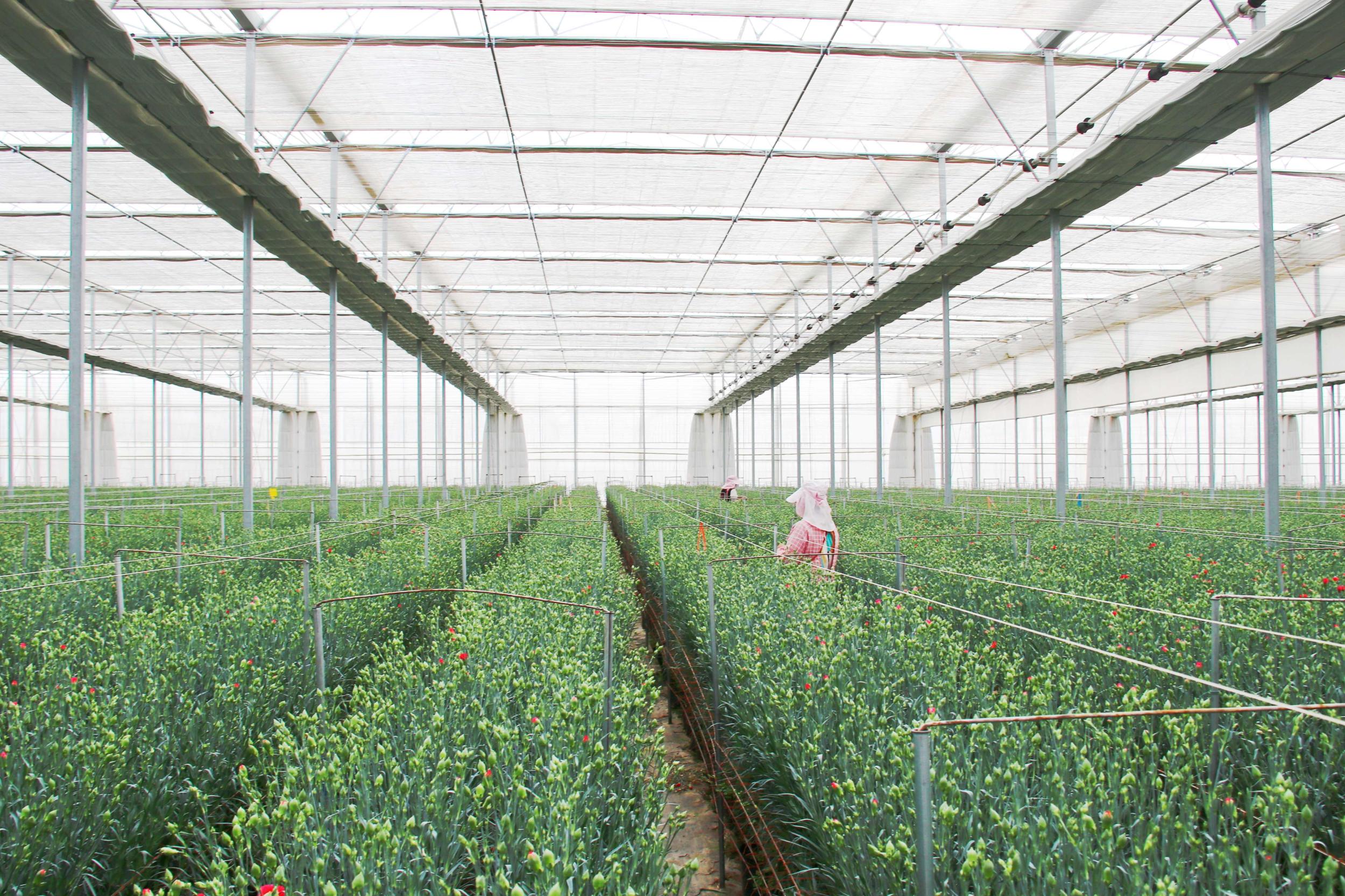 务工群众在花卉种植基地务工。廖洪达 摄