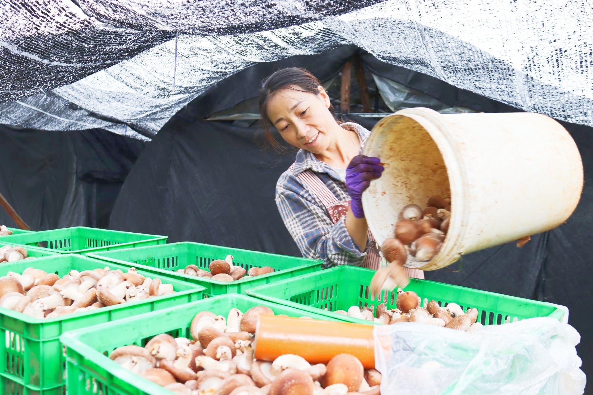 在纳章镇食用菌种植基地里,务工群众正把采收的香菇分类装筐。尹路仓 摄
