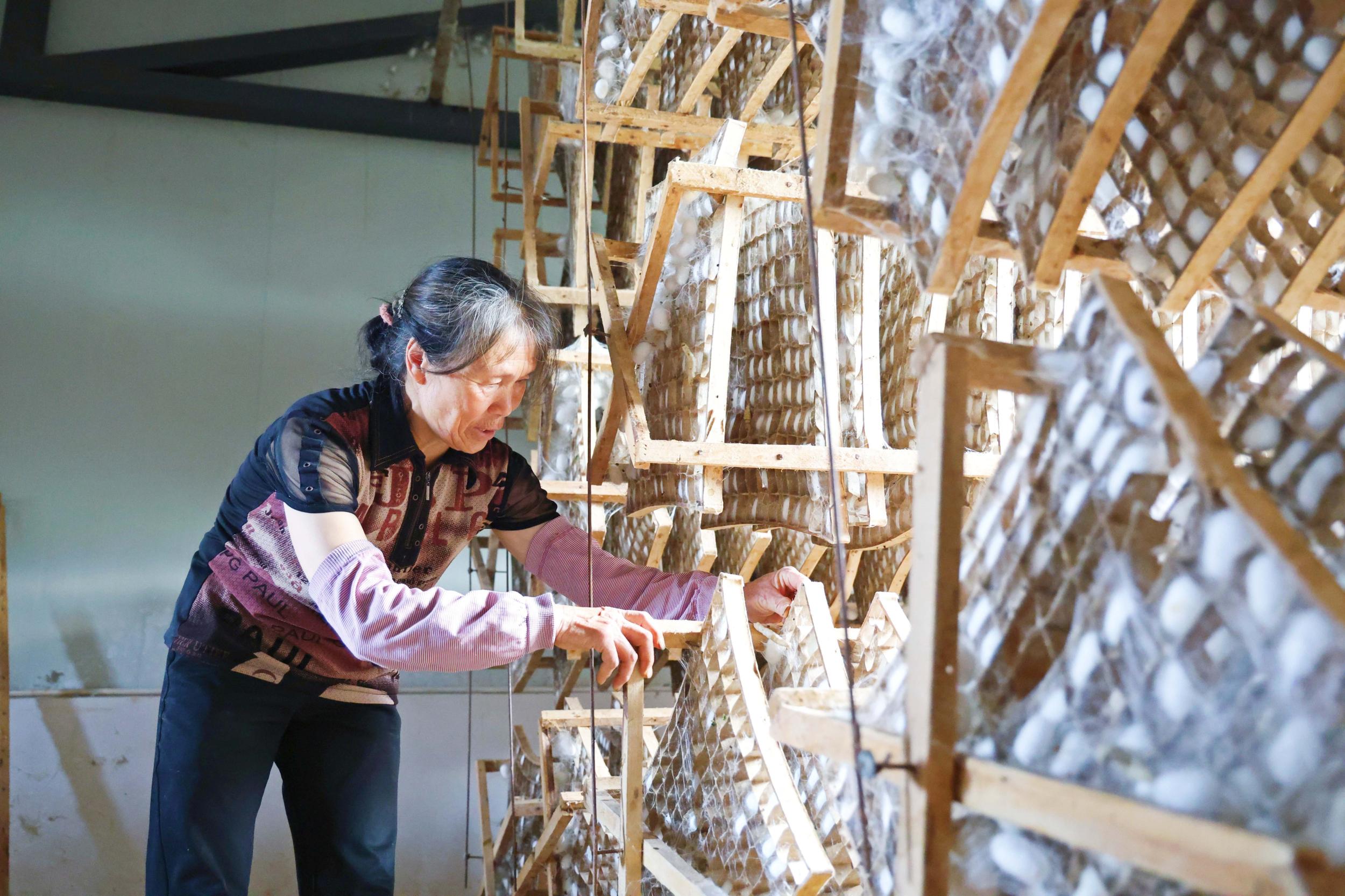 群众在“家门口”的蚕桑基地务工。雷学高 摄