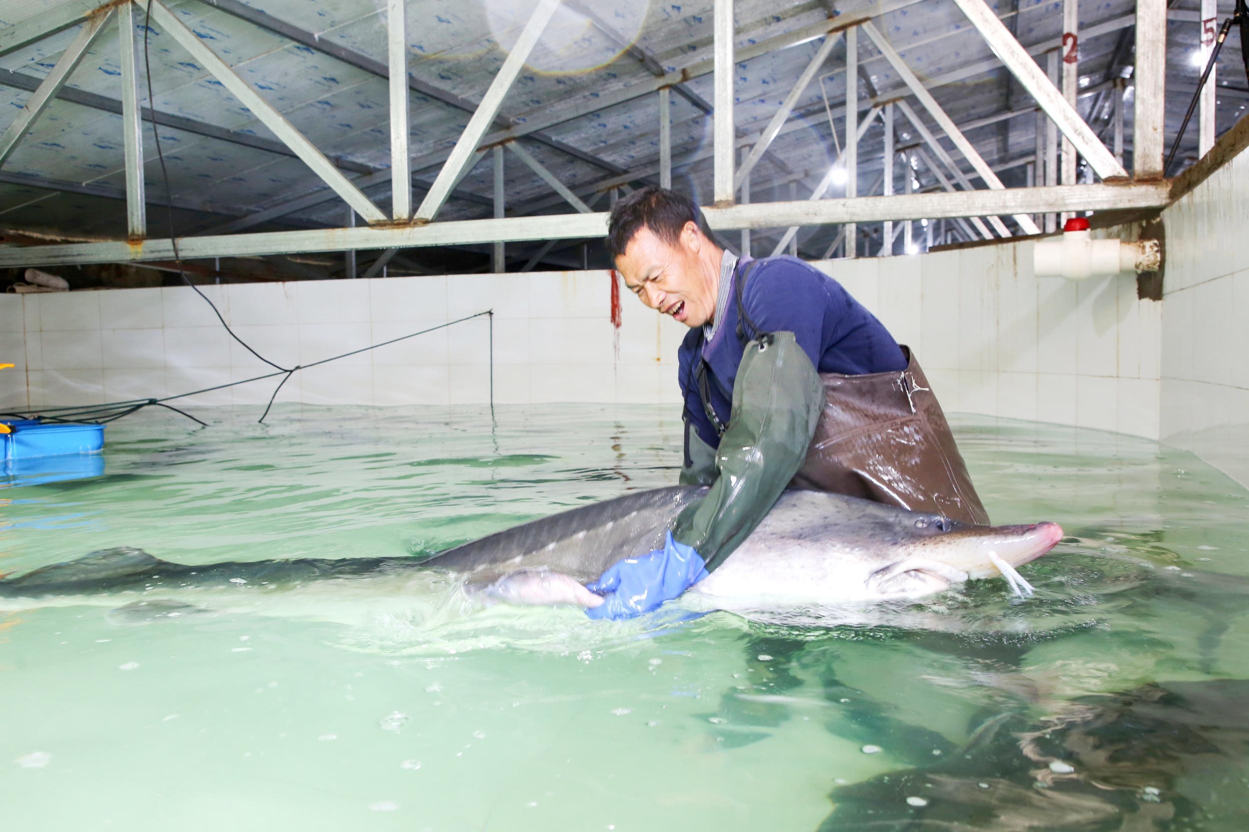 在会泽鲟鱼谷鱼子酱有限责任公司的智能养殖池内，工作人员正在查看鲟鱼长势。尹永权 摄