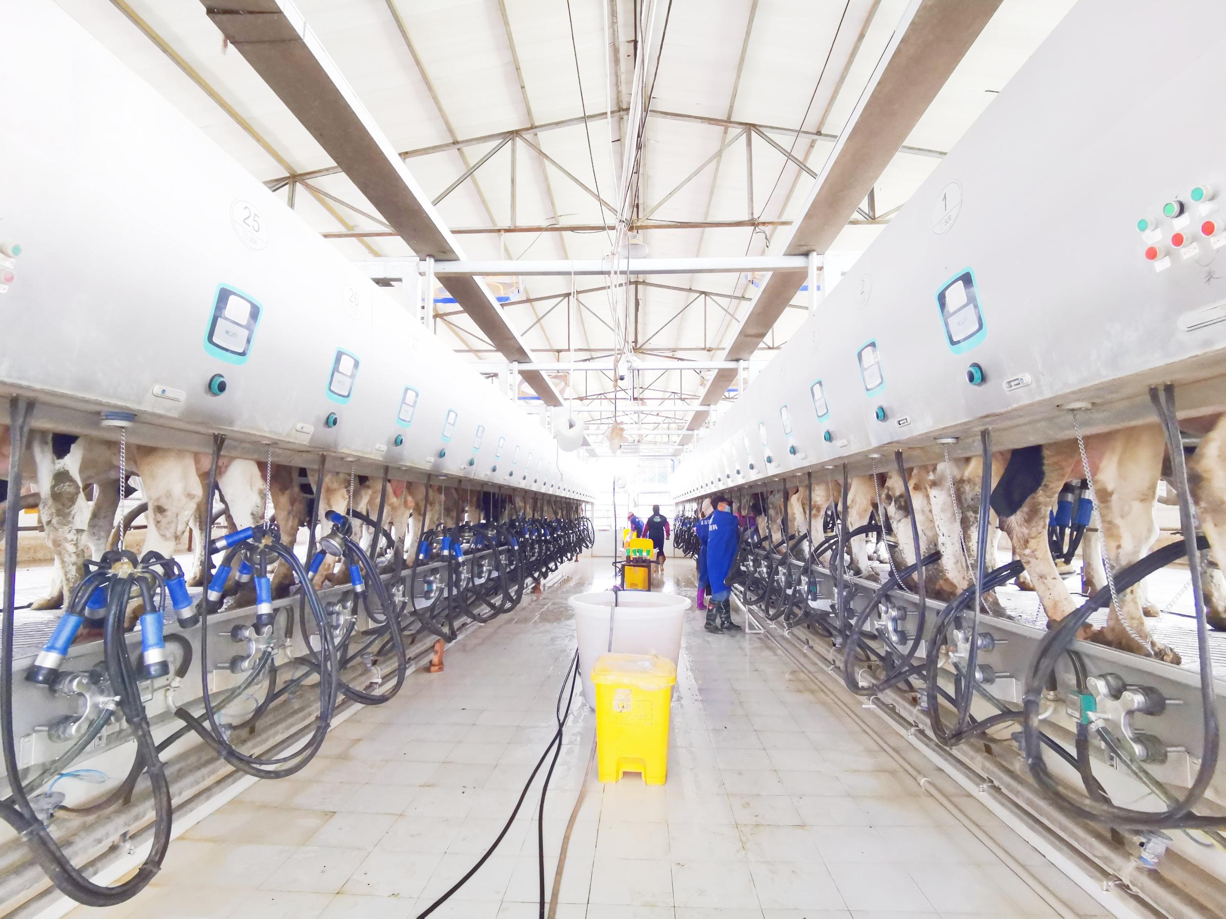 曲靖犇利奶牛养殖有限公司的智能化挤奶车间。赵定芝 摄