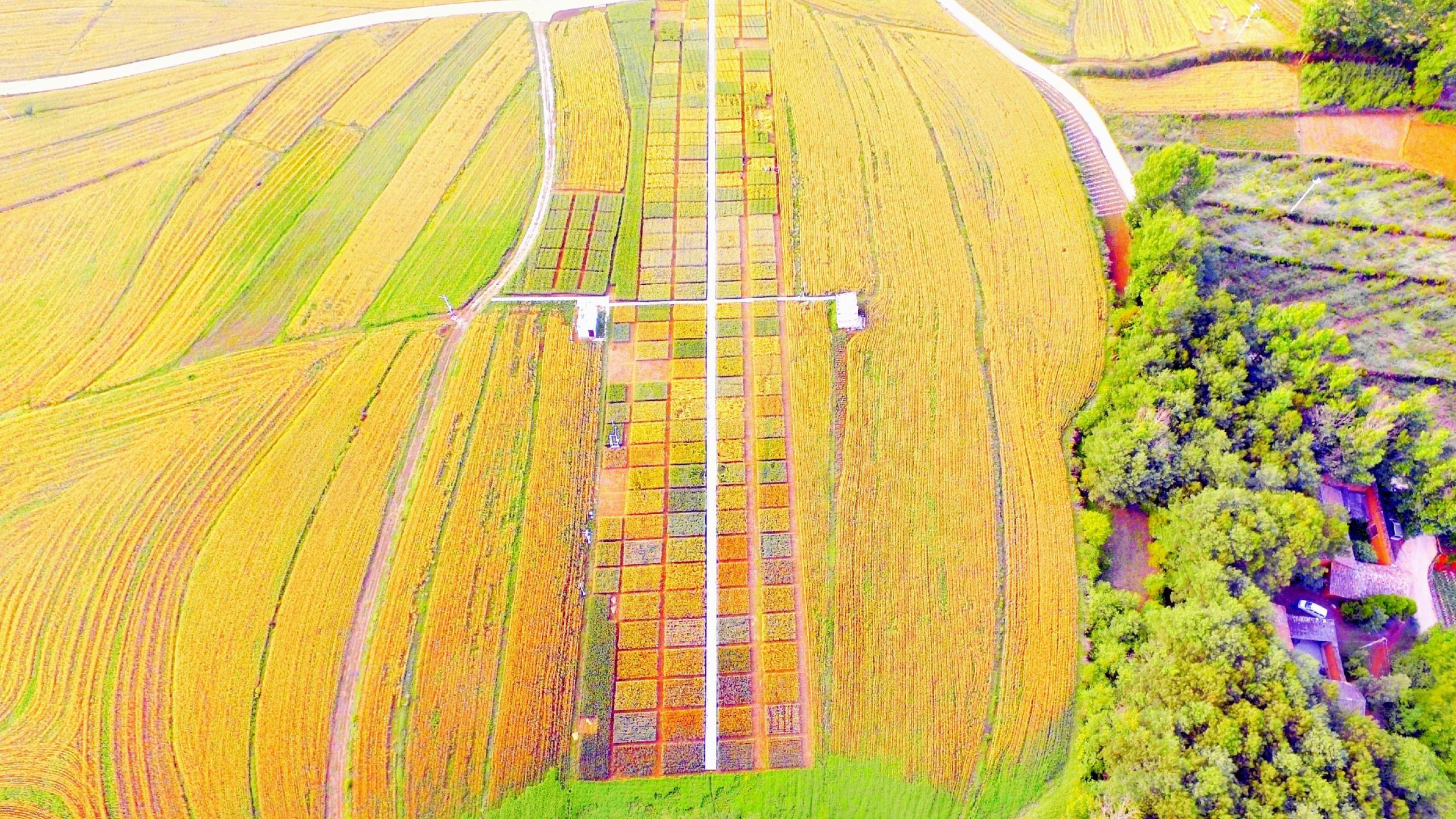 连片种植的燕麦。余加永 摄
