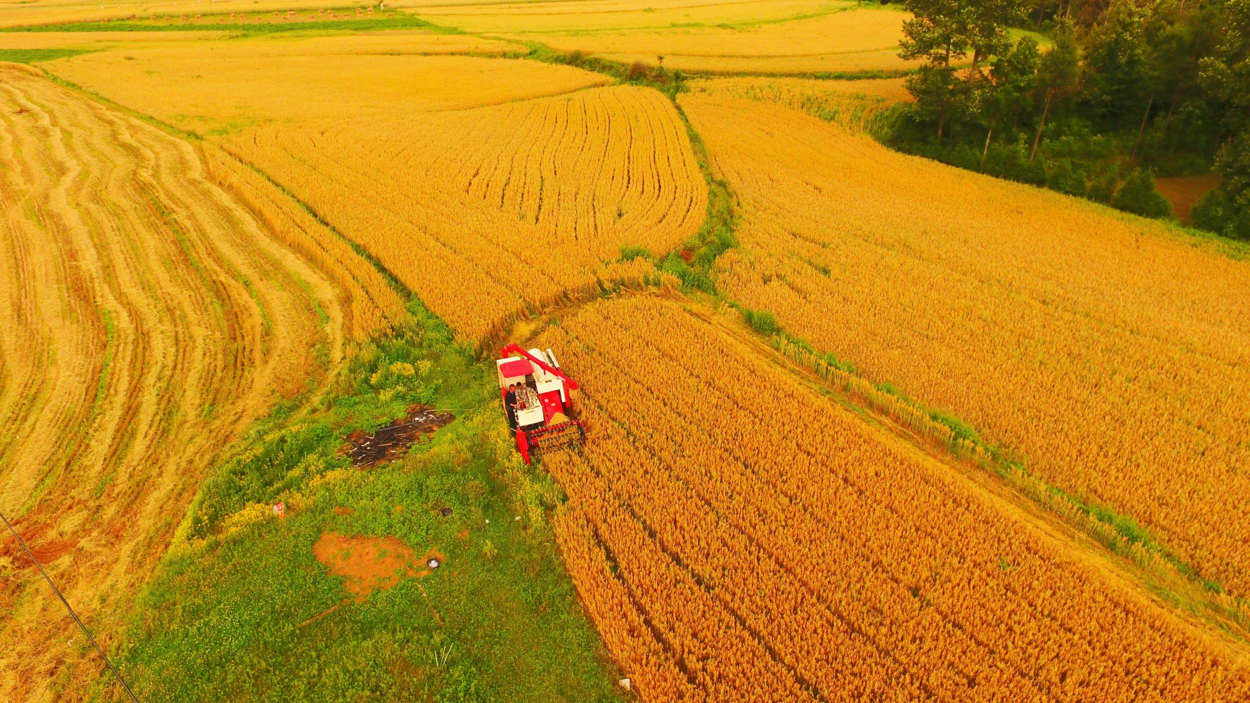 燕麦丰收。余加永 摄