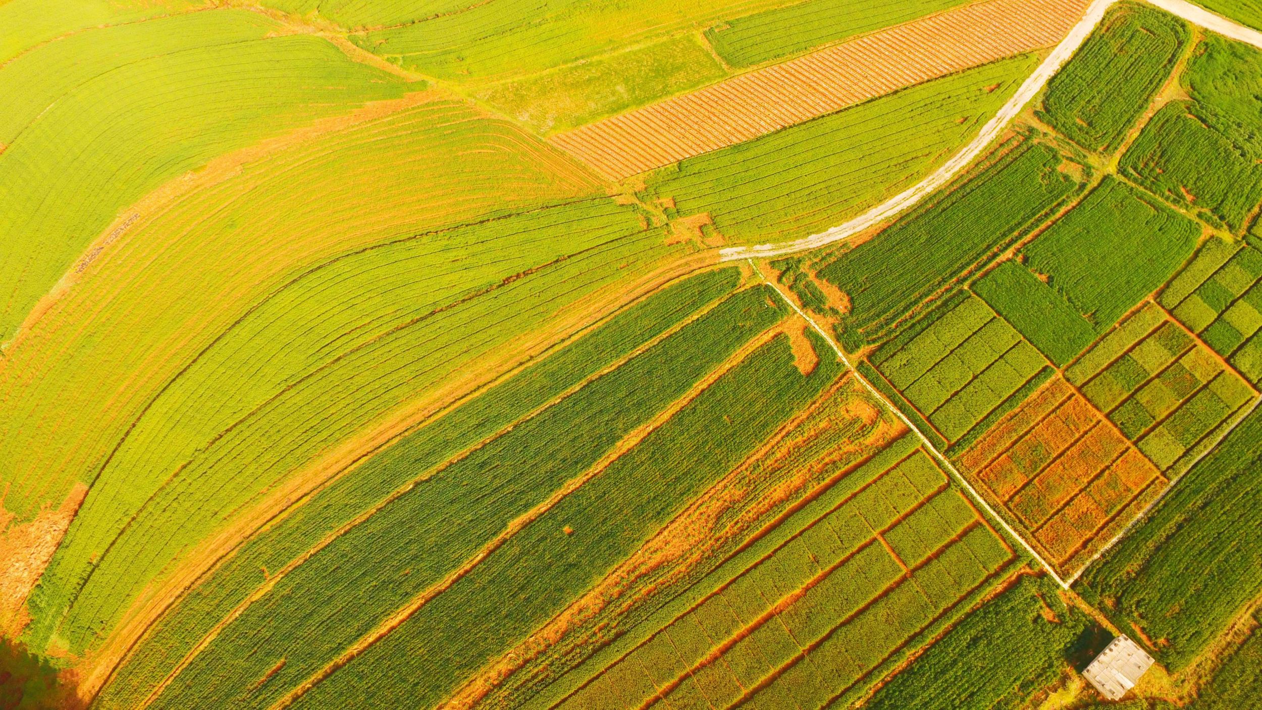 连片种植的燕麦。余加永 摄