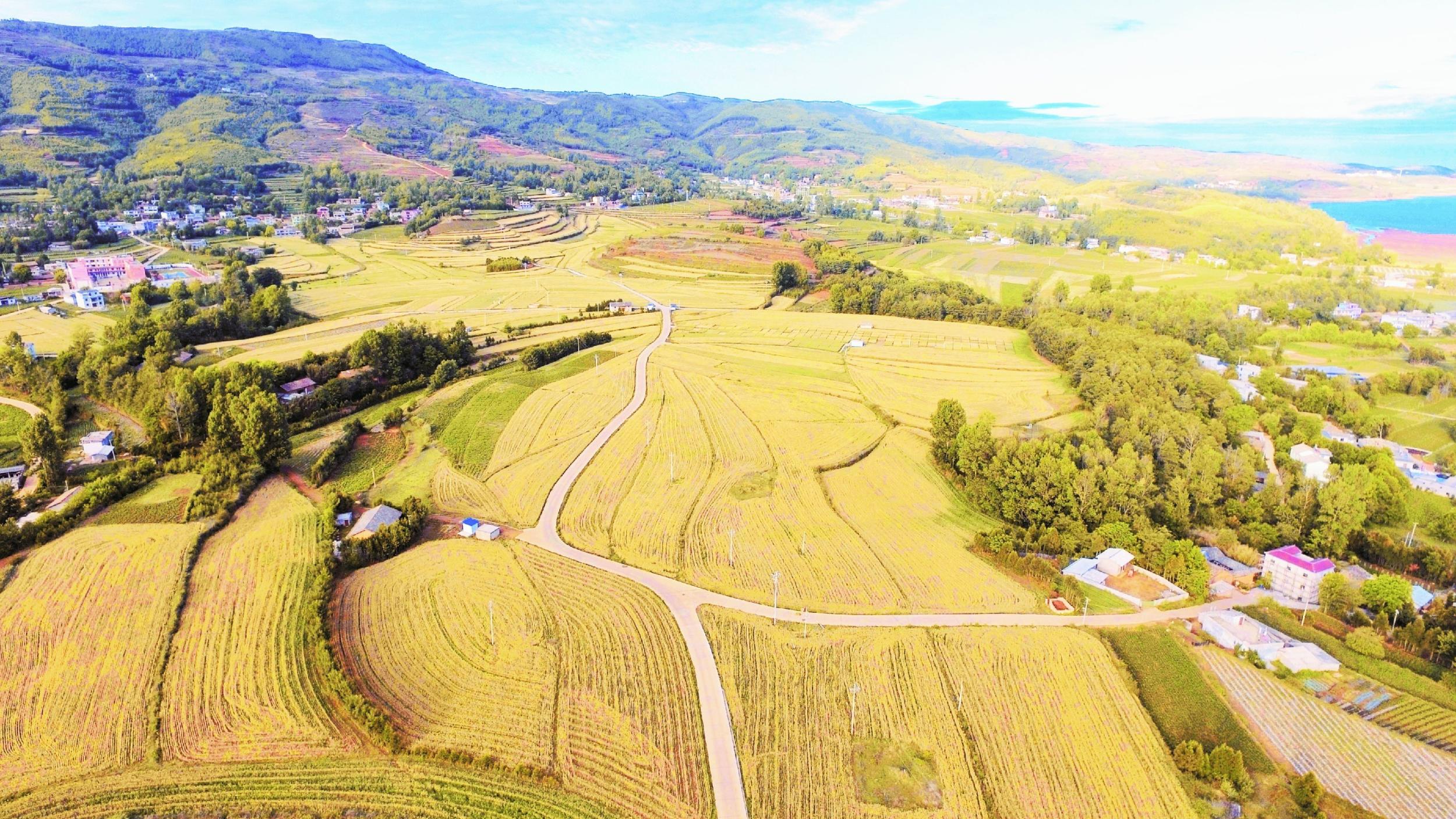 等待采收的燕麦。余加永 摄