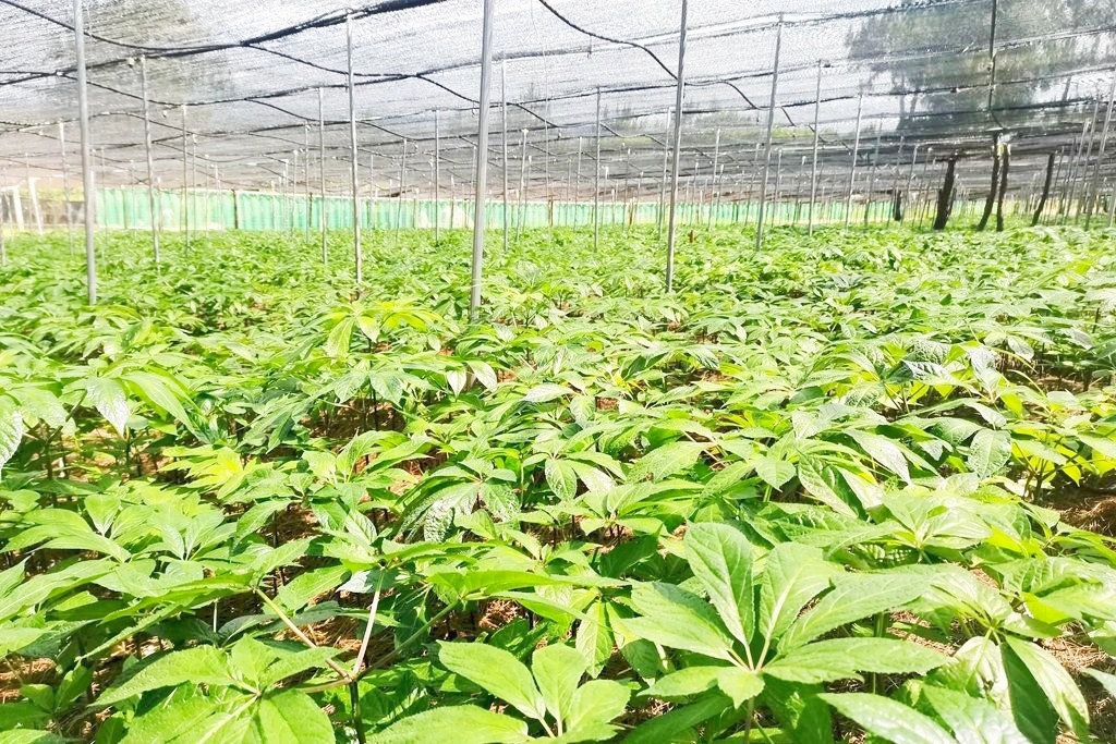 西泽乡林下中药材种植示范点。丁茜 摄