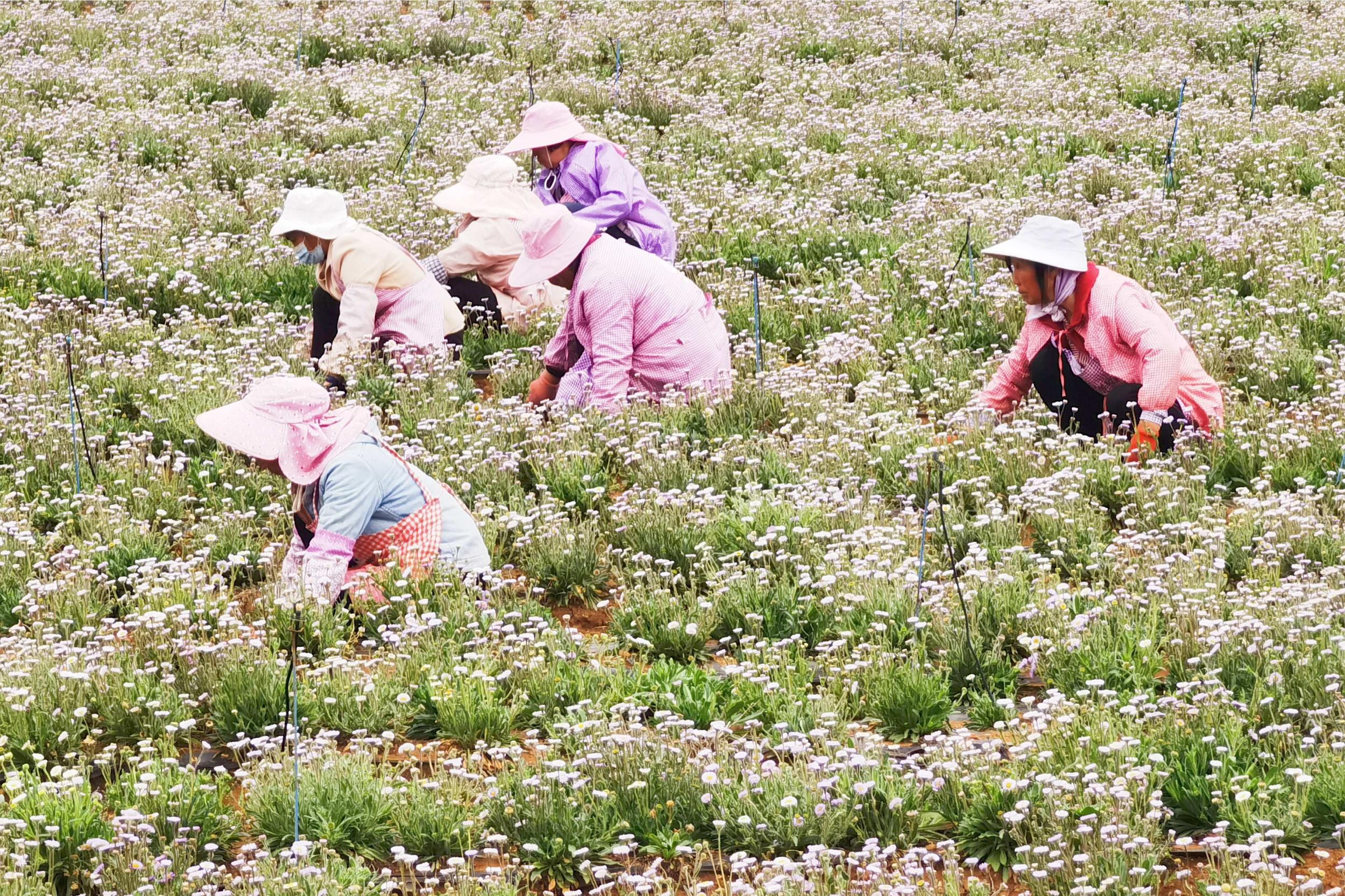 群众在灯盏花种植基地务工。吴小学 摄