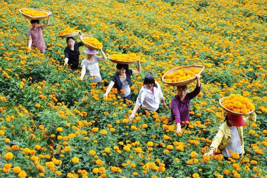 采摘万寿菊。晏廷勇 摄