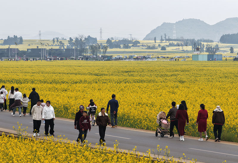游客漫步在油菜花海中。