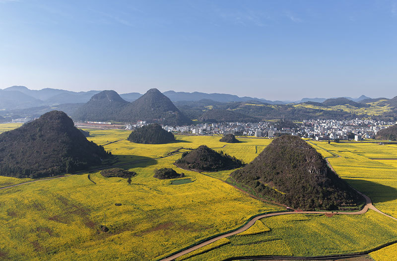 罗平金鸡峰丛油菜花海。