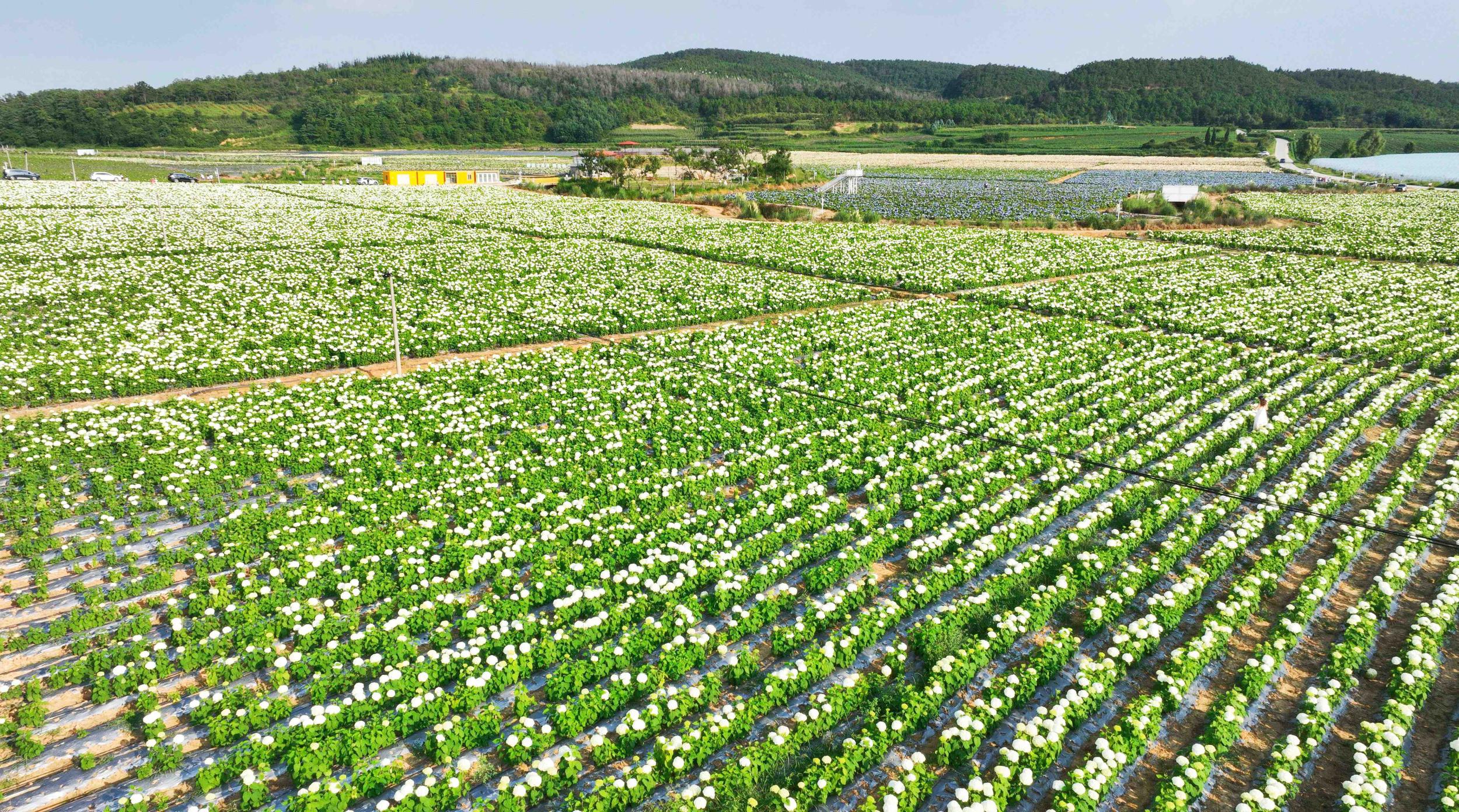绣球花种植基地。孙文来 摄