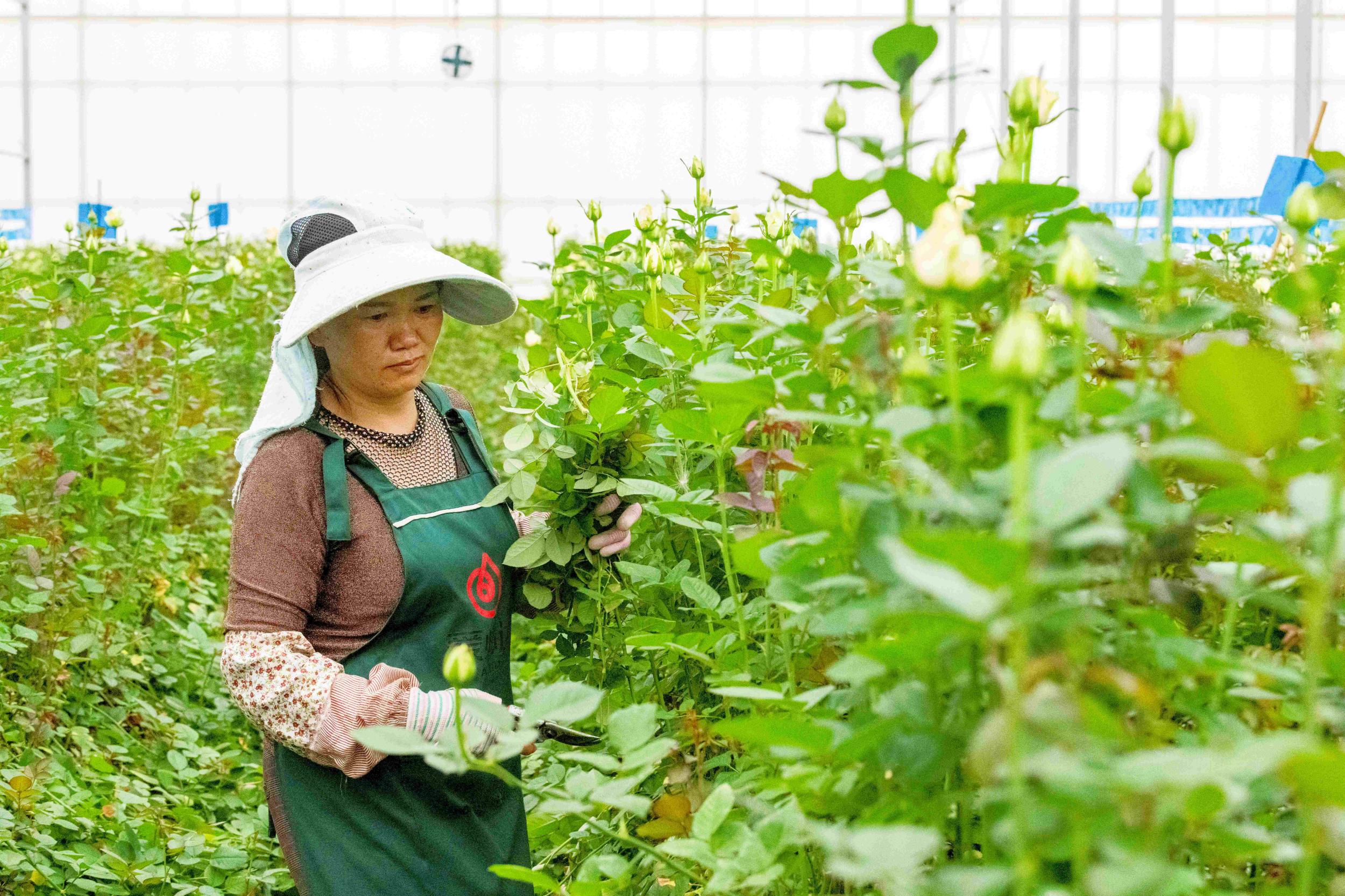 为花卉剪枝。陈欣波 摄