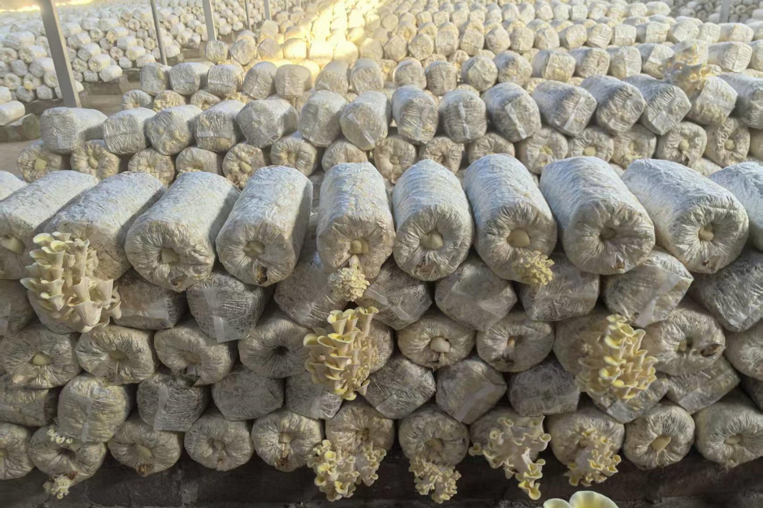 摆放整齐的菌包。胡吉林 摄