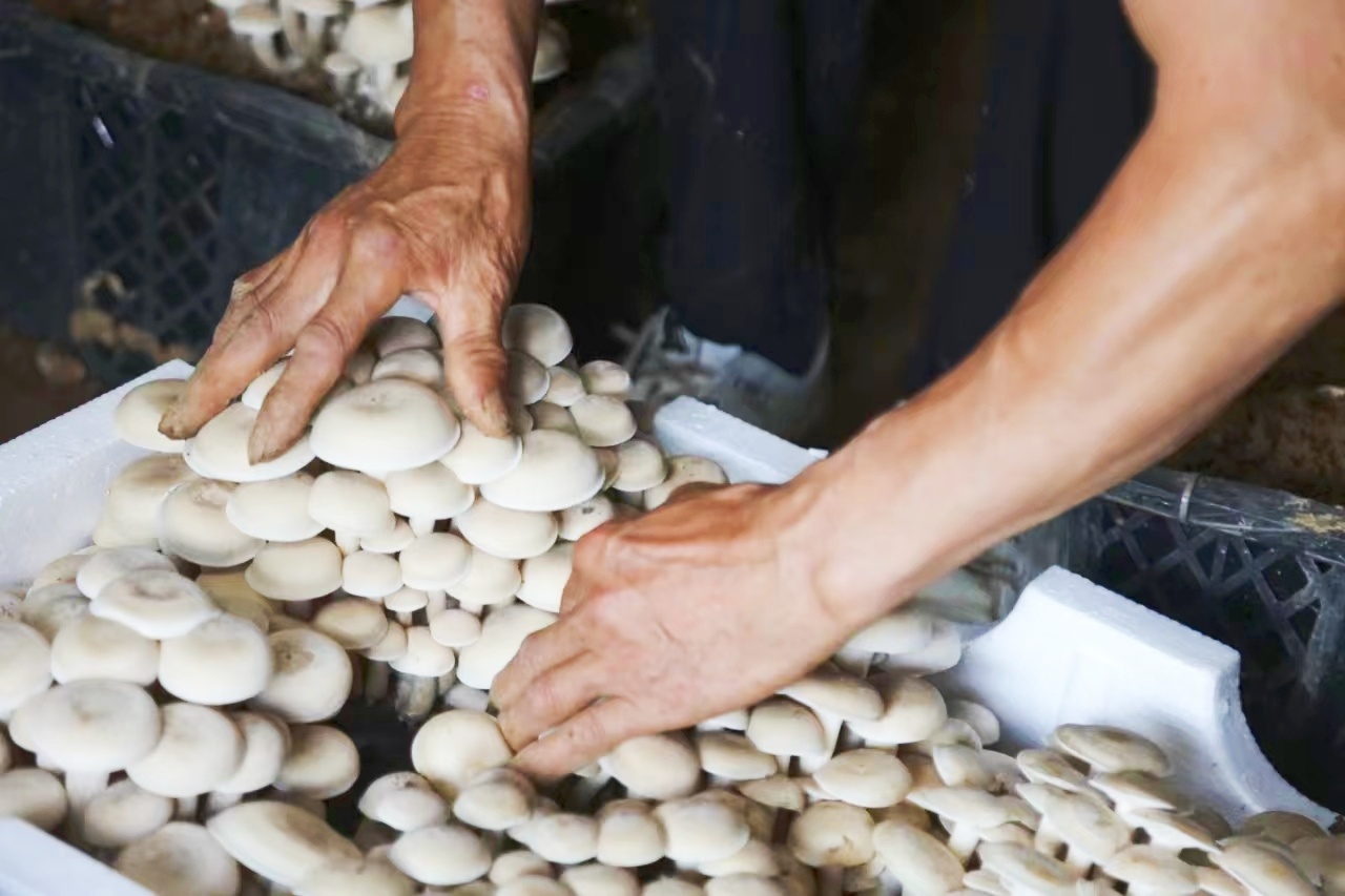 新鲜采摘的食用菌。胡吉林 摄