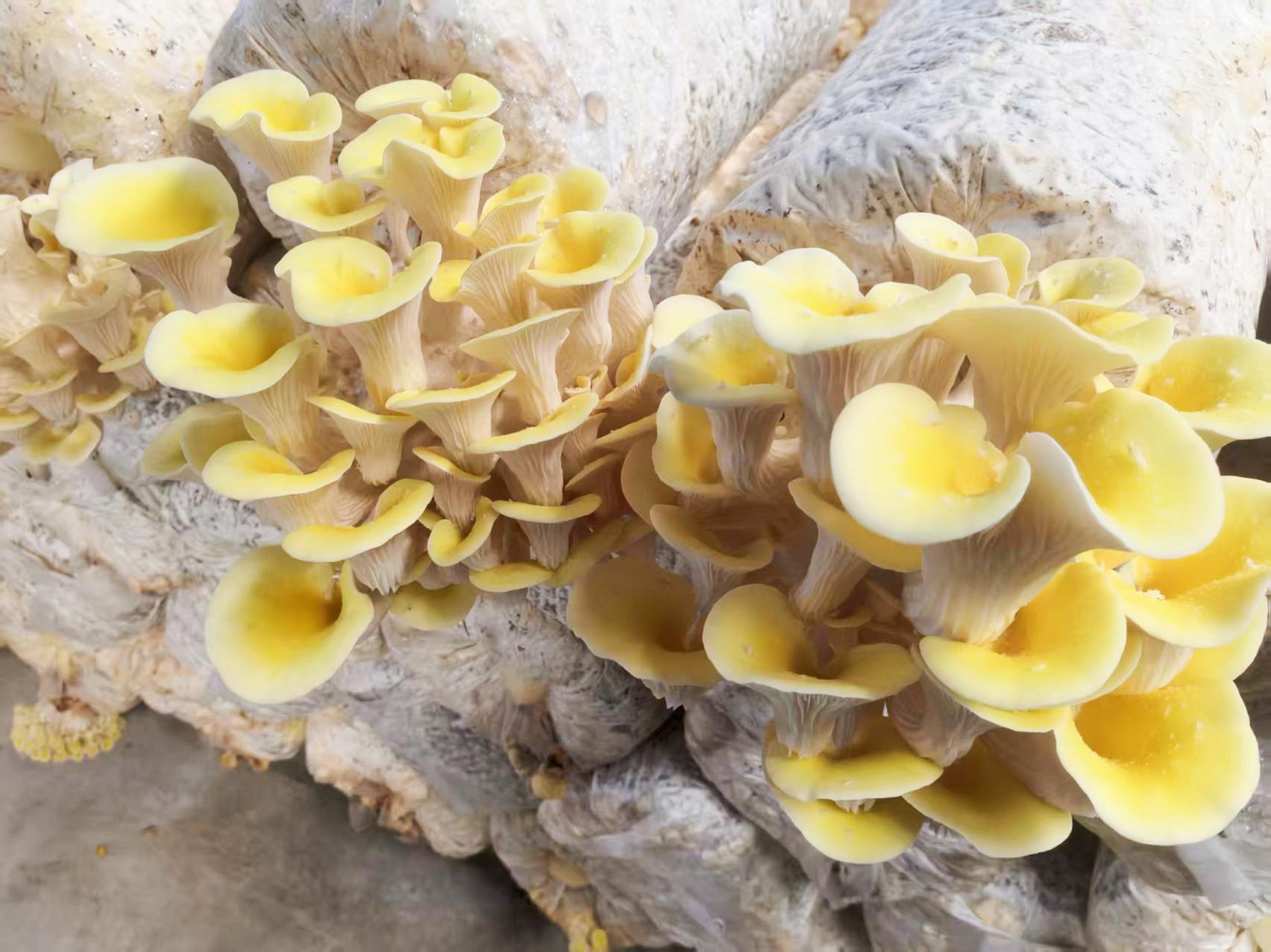 等待采摘的食用菌。胡吉林 摄