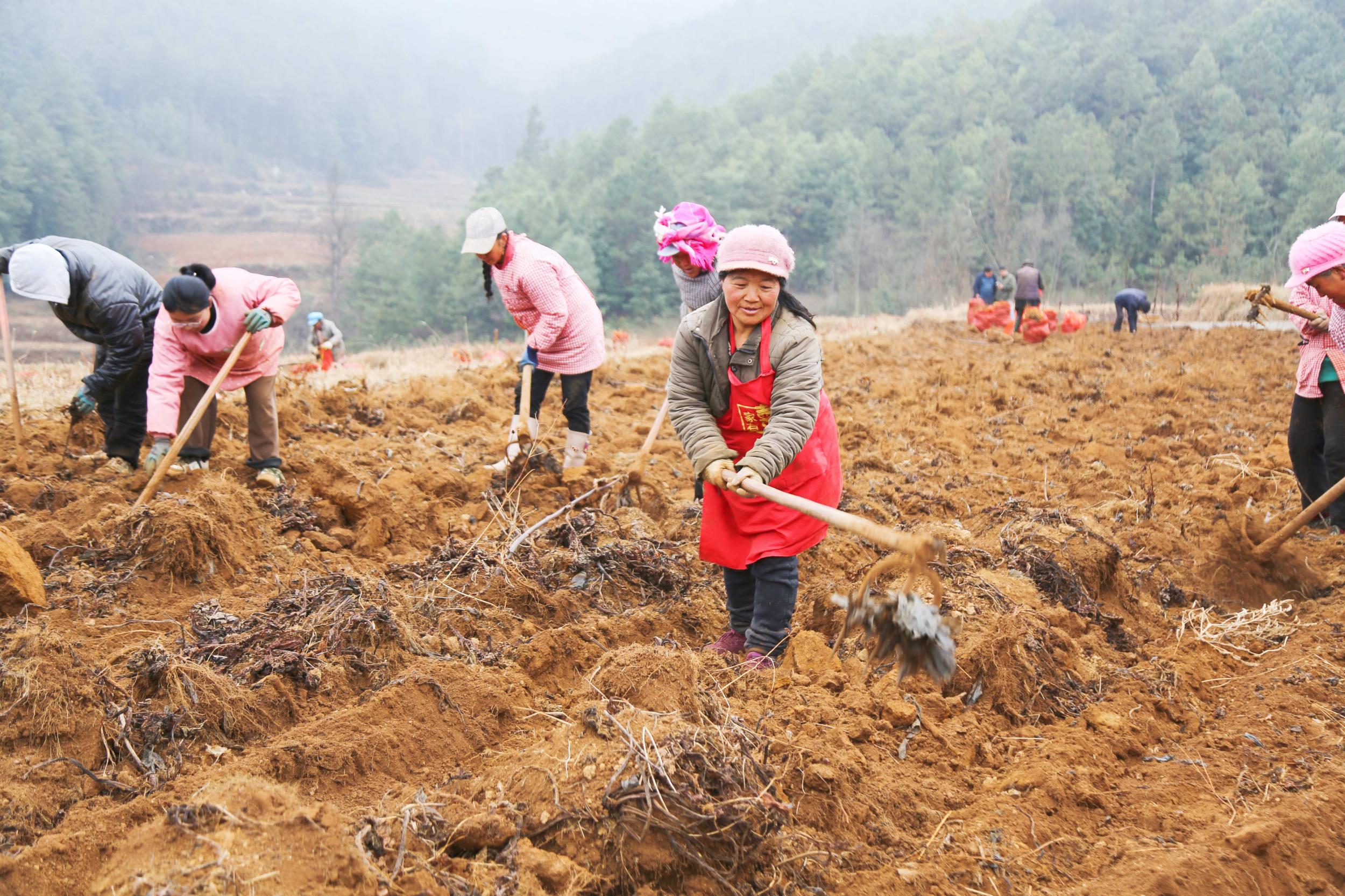 工人们做播种前的准备工作。