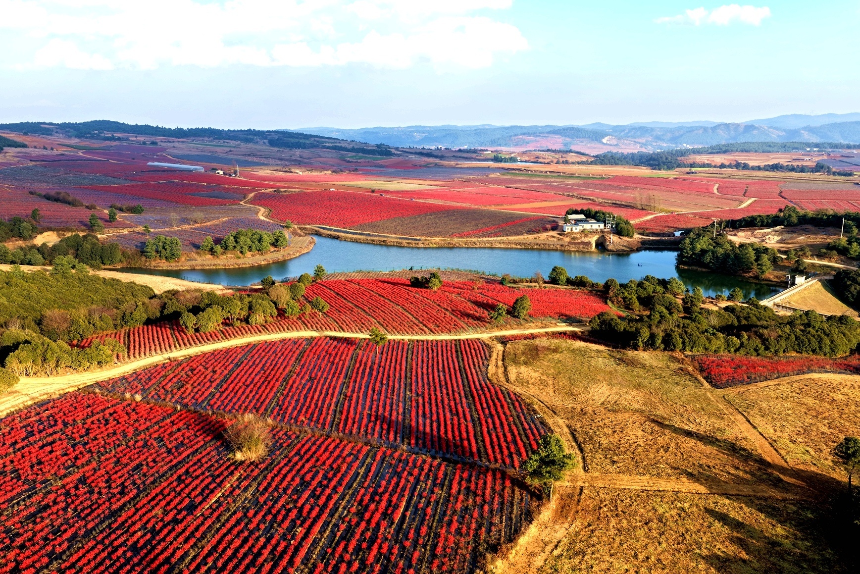 北美冬青种植基地。