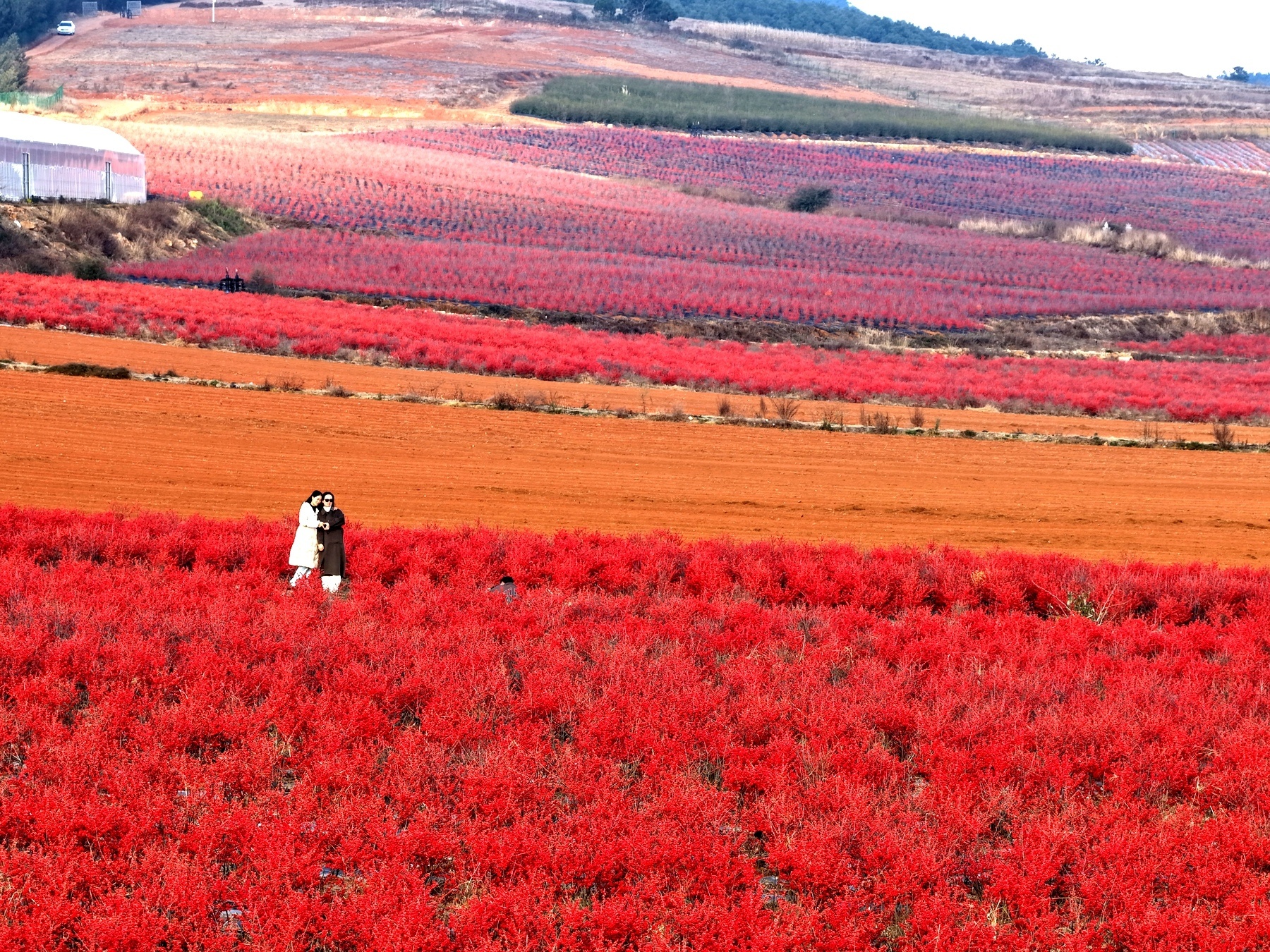 游客拍照打卡。